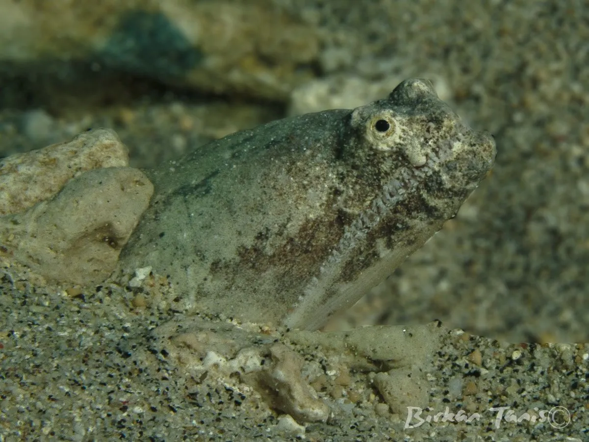 Crocodile Snake Eel