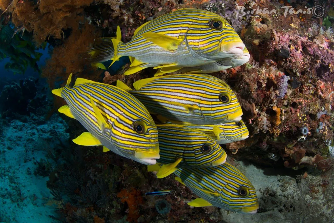 Yellow striped sweetlips school