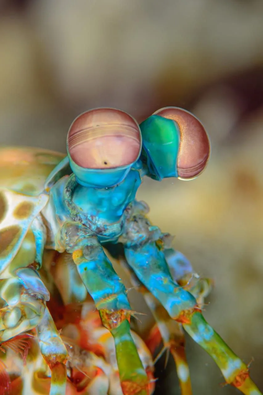 Peacock Mantis Shrimp Eyes close up