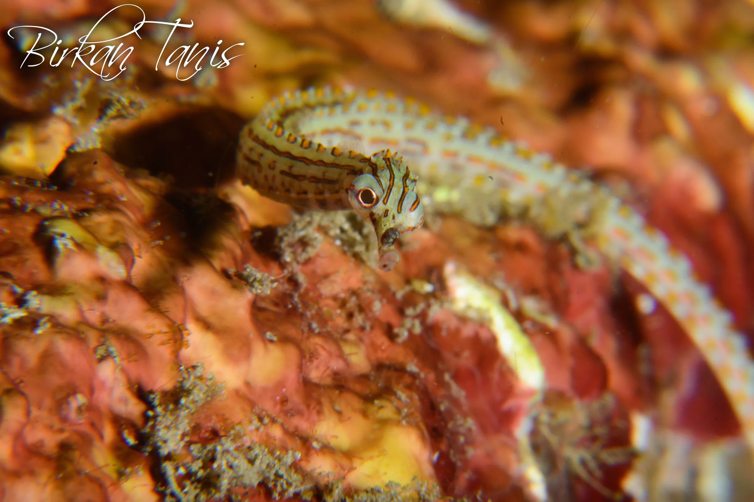 Pipefish
