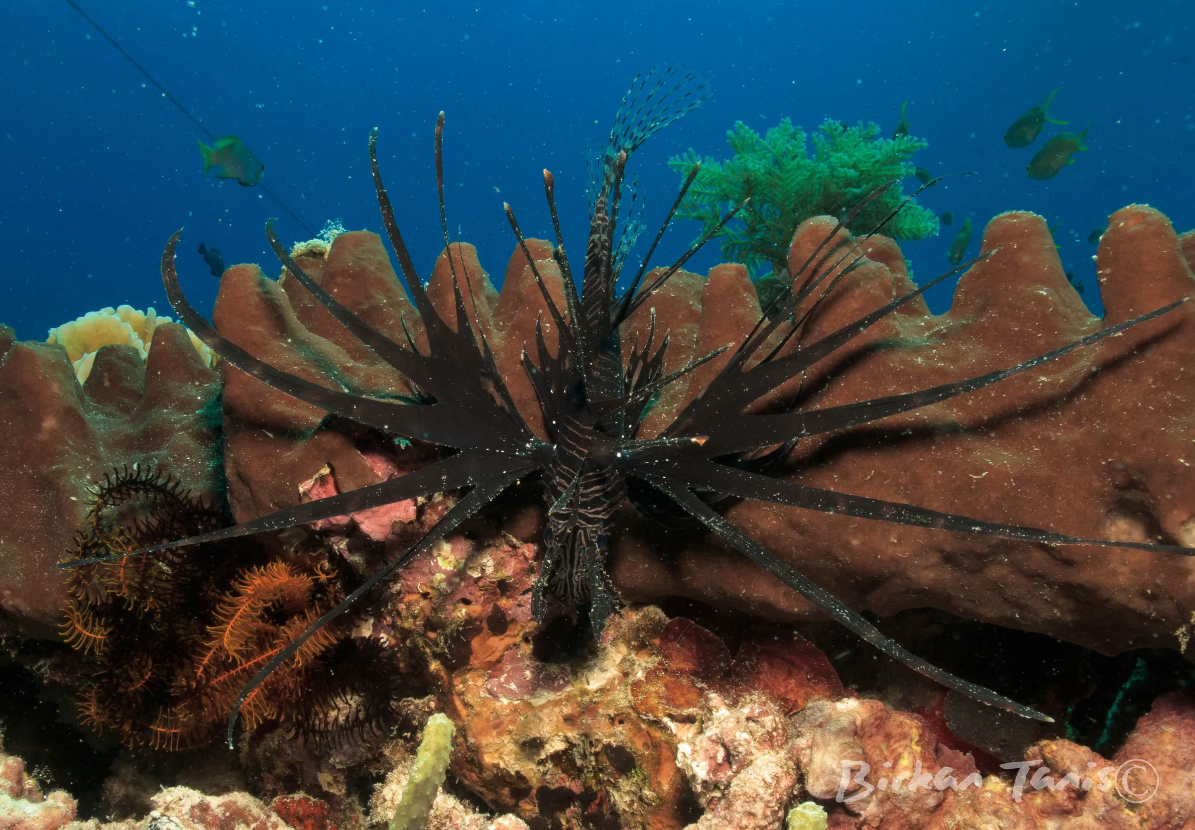 Lionfish