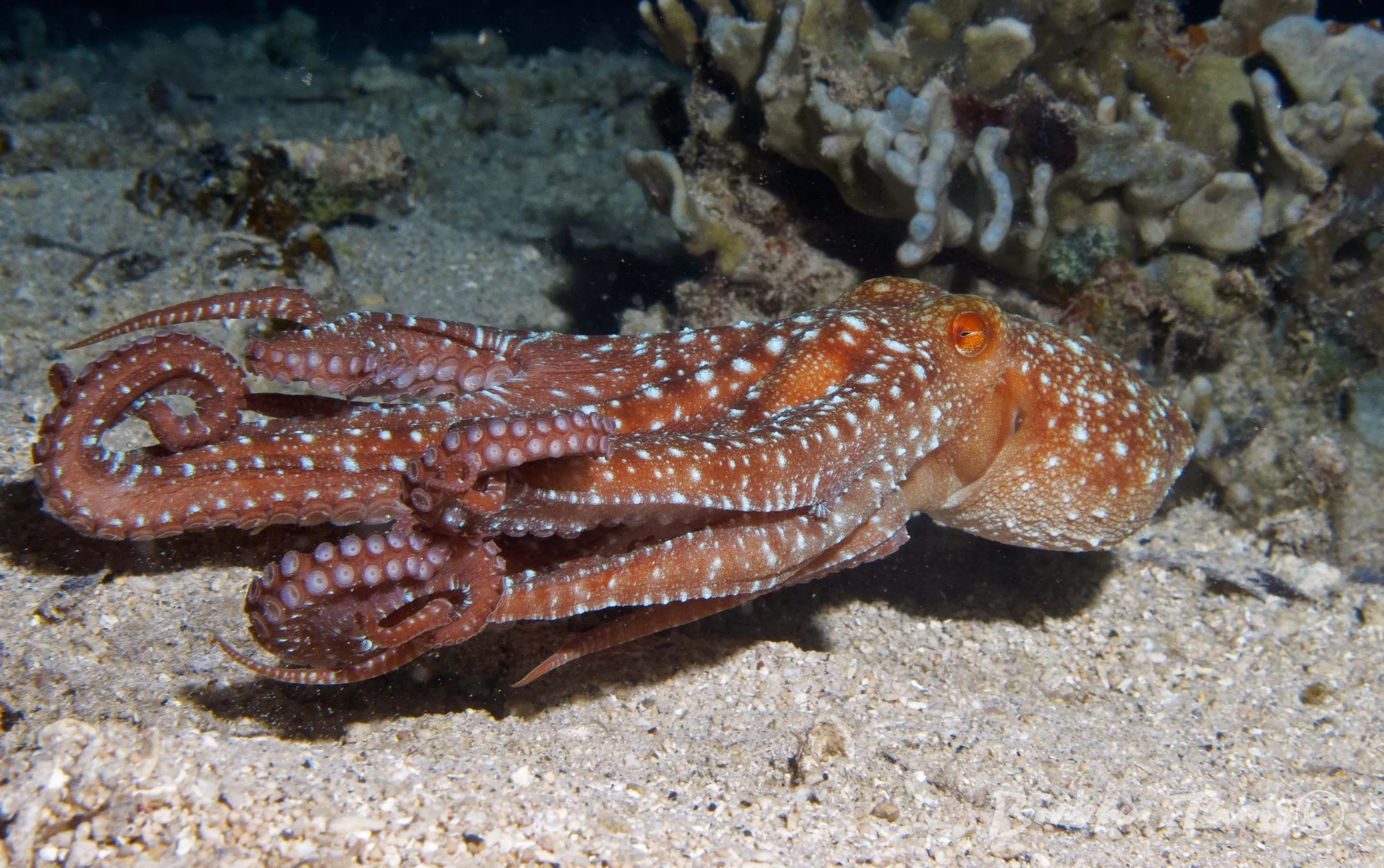 Octopus camouflaged on coral