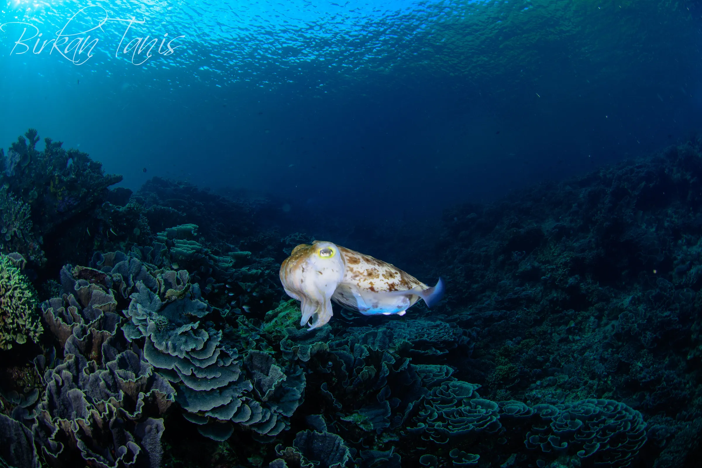 Cuttlefish hovering above reef