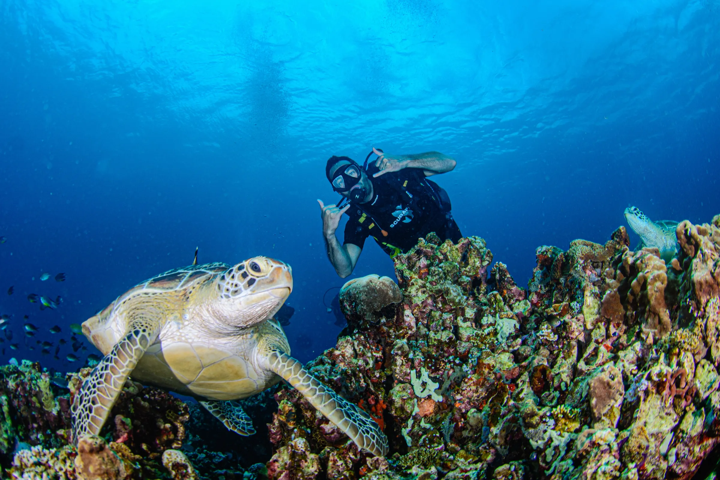 Two turtles on the reef