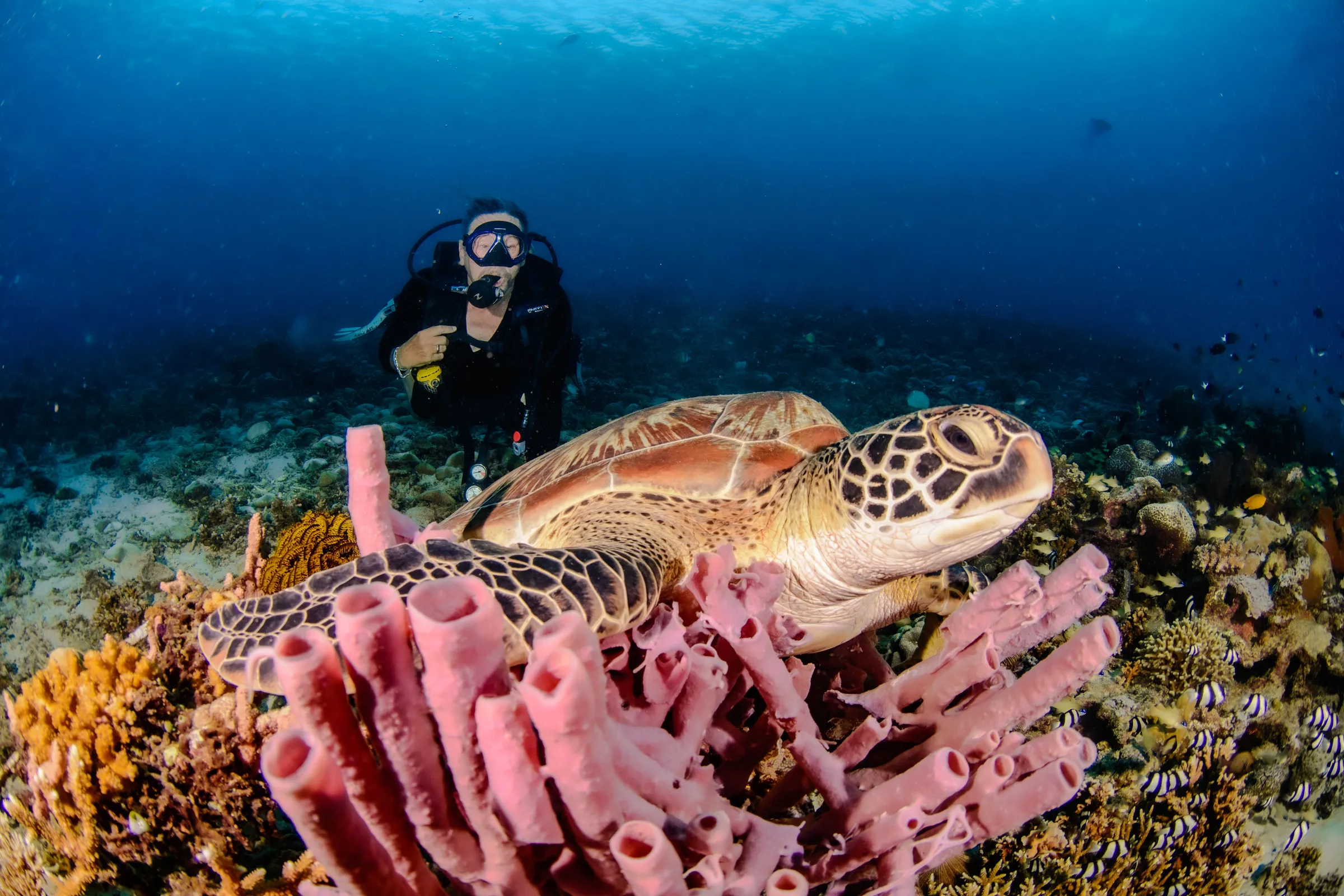 Photographer shooting a turtle