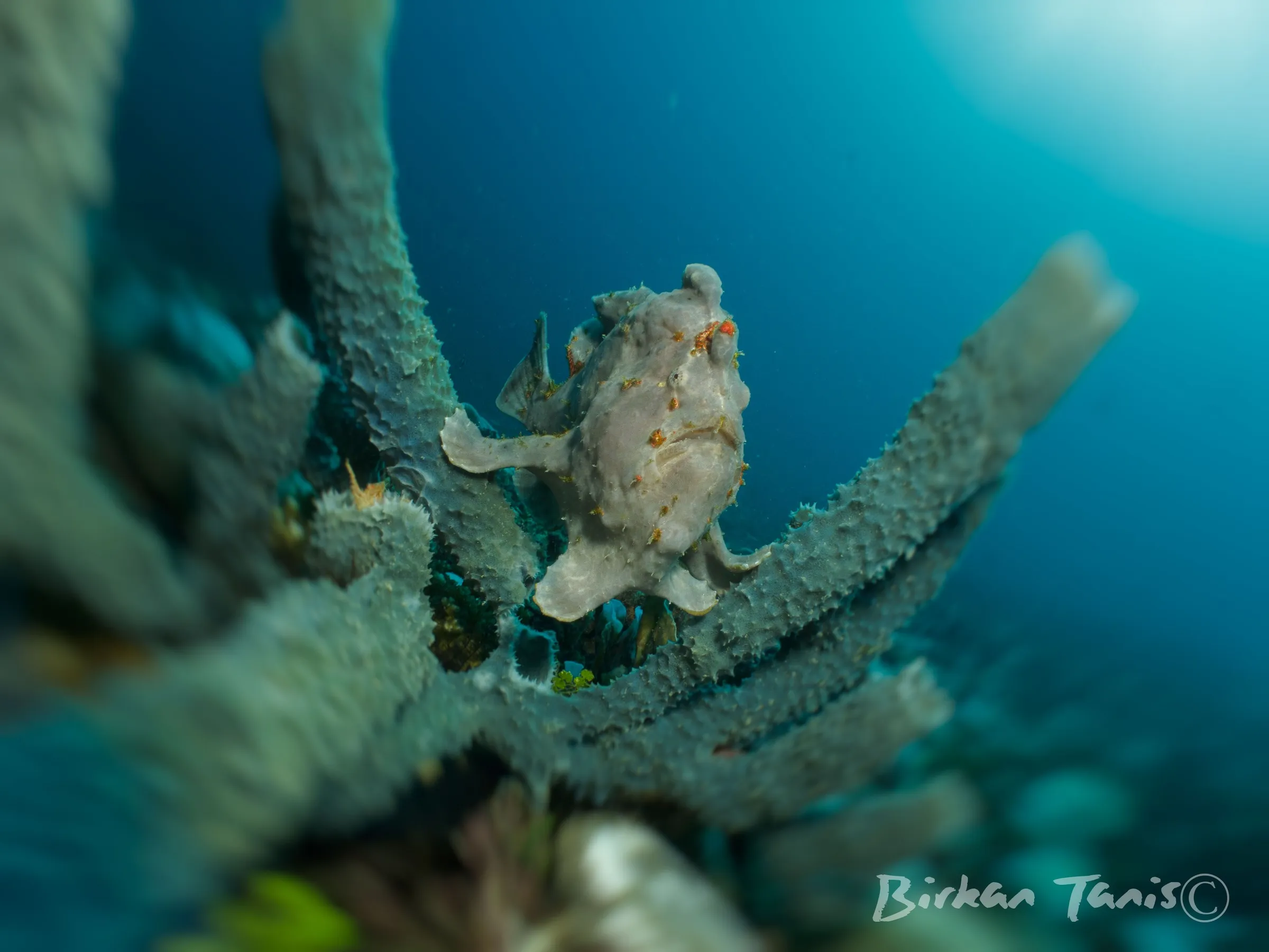 Frogfish on white sponge