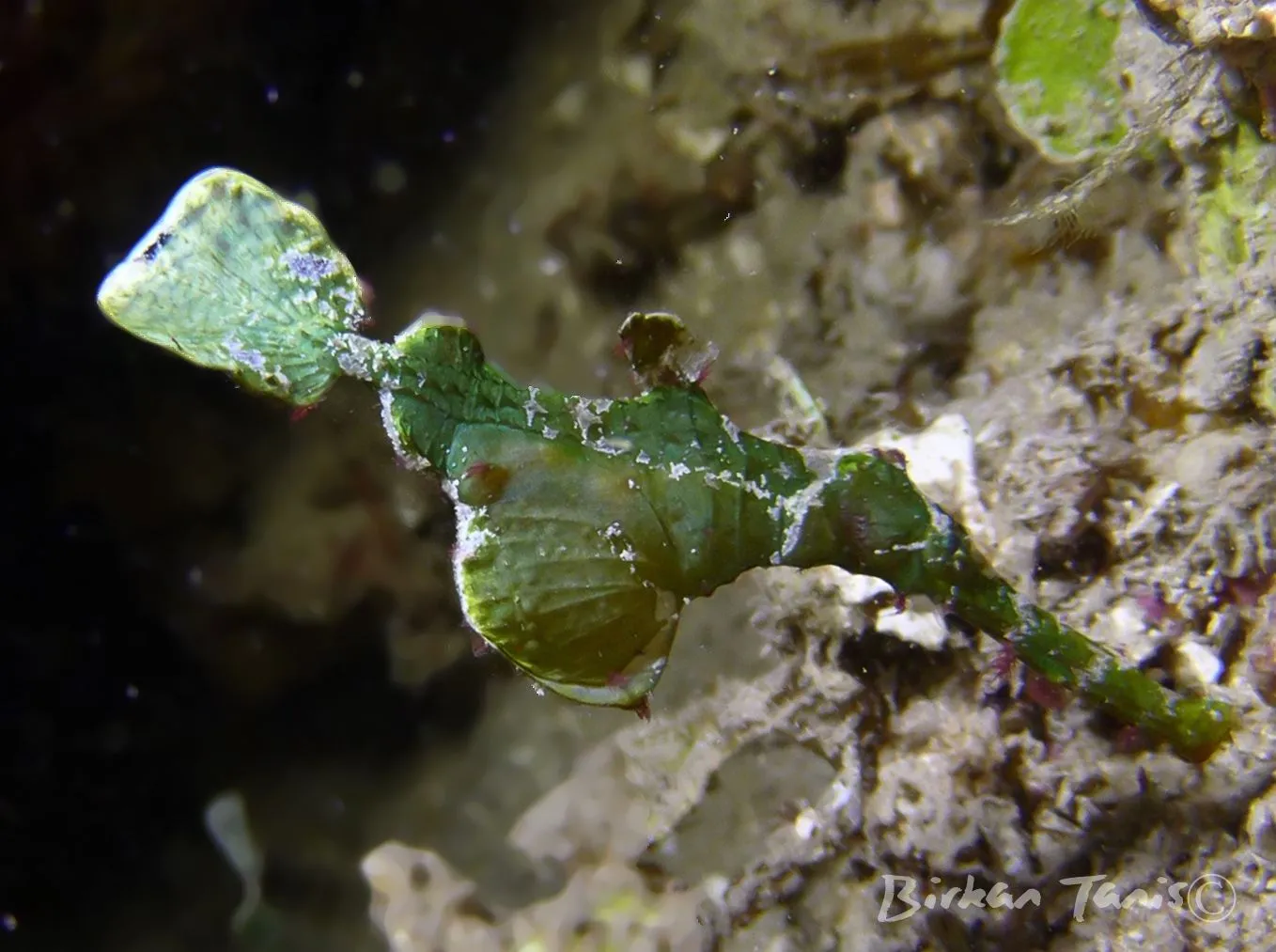 Halimeda ghost pipefish in algae