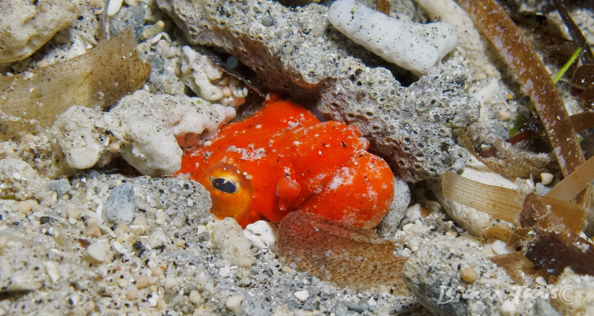 Orange frogfish on coral