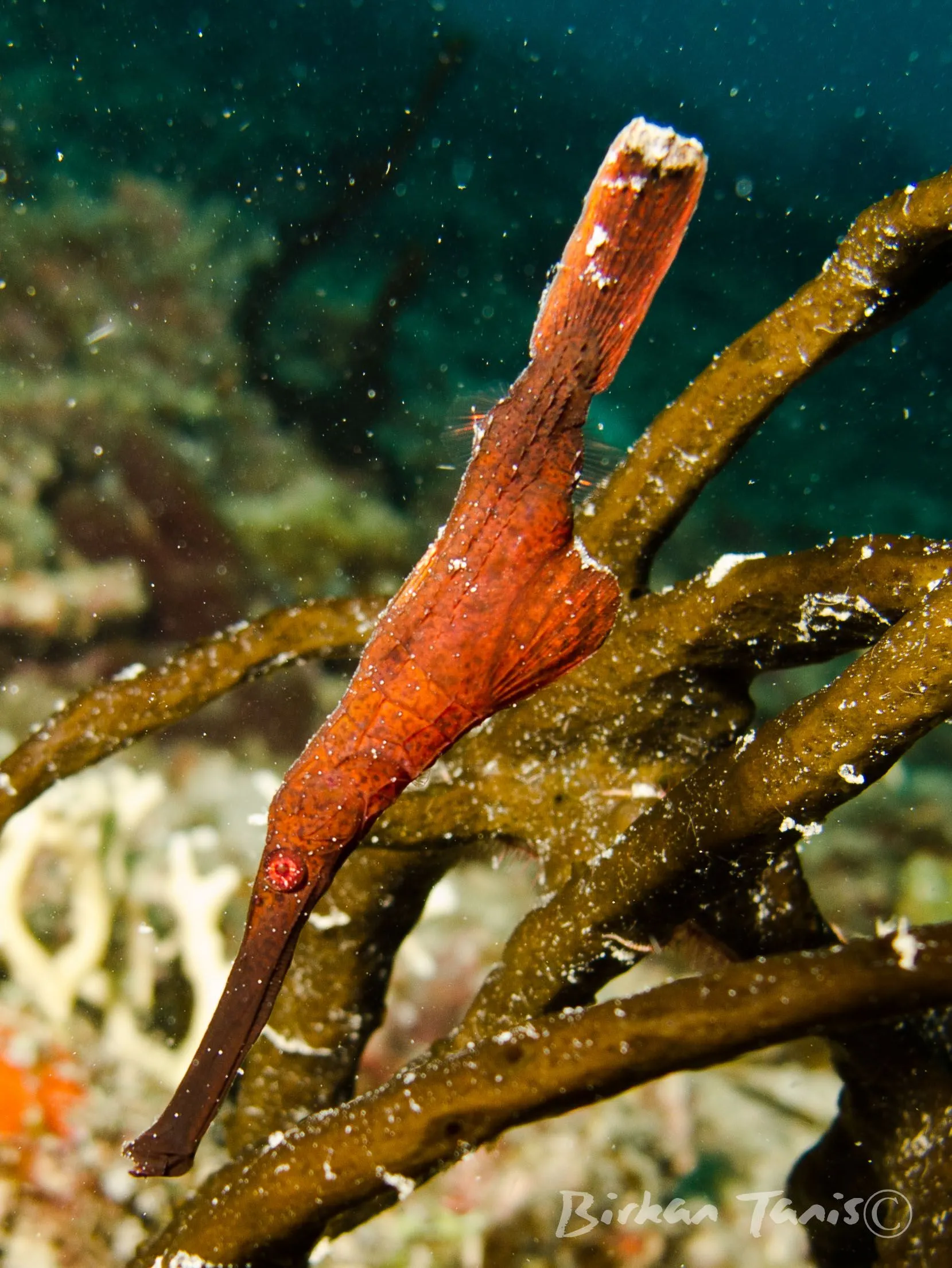 Longsnout ghost pipe fish