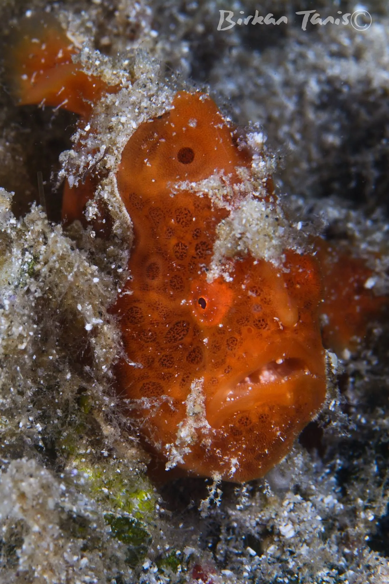 Red frogfish on coral