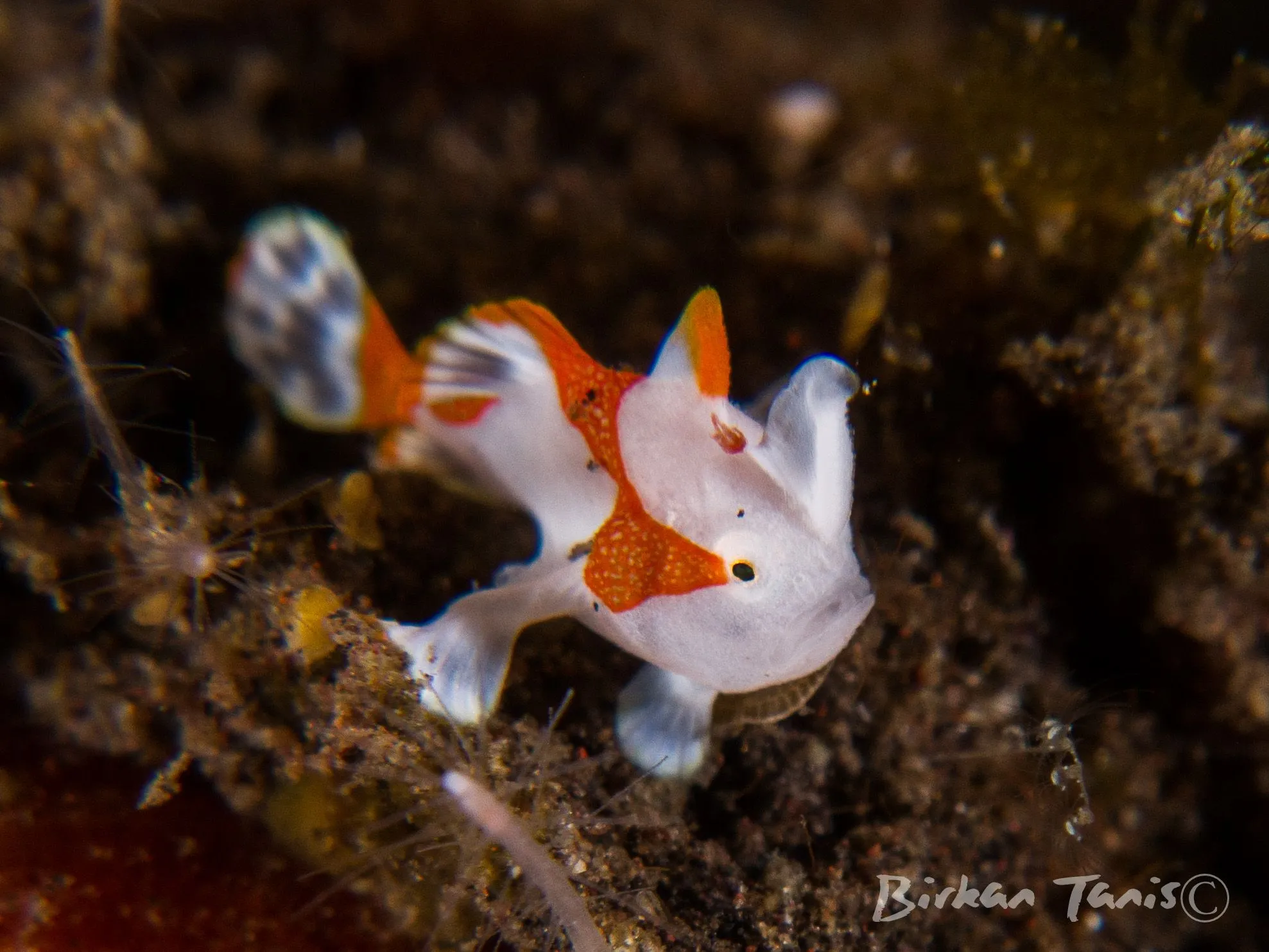 Juvenile painted frogfish