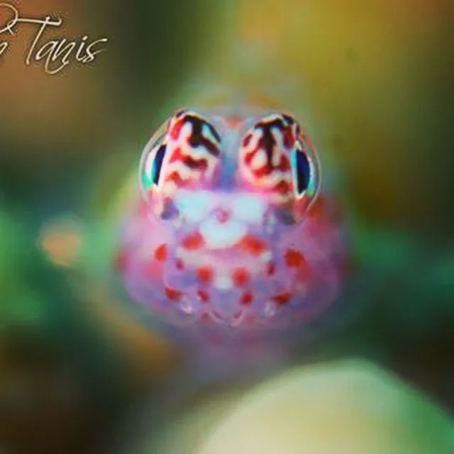 Blenny close up