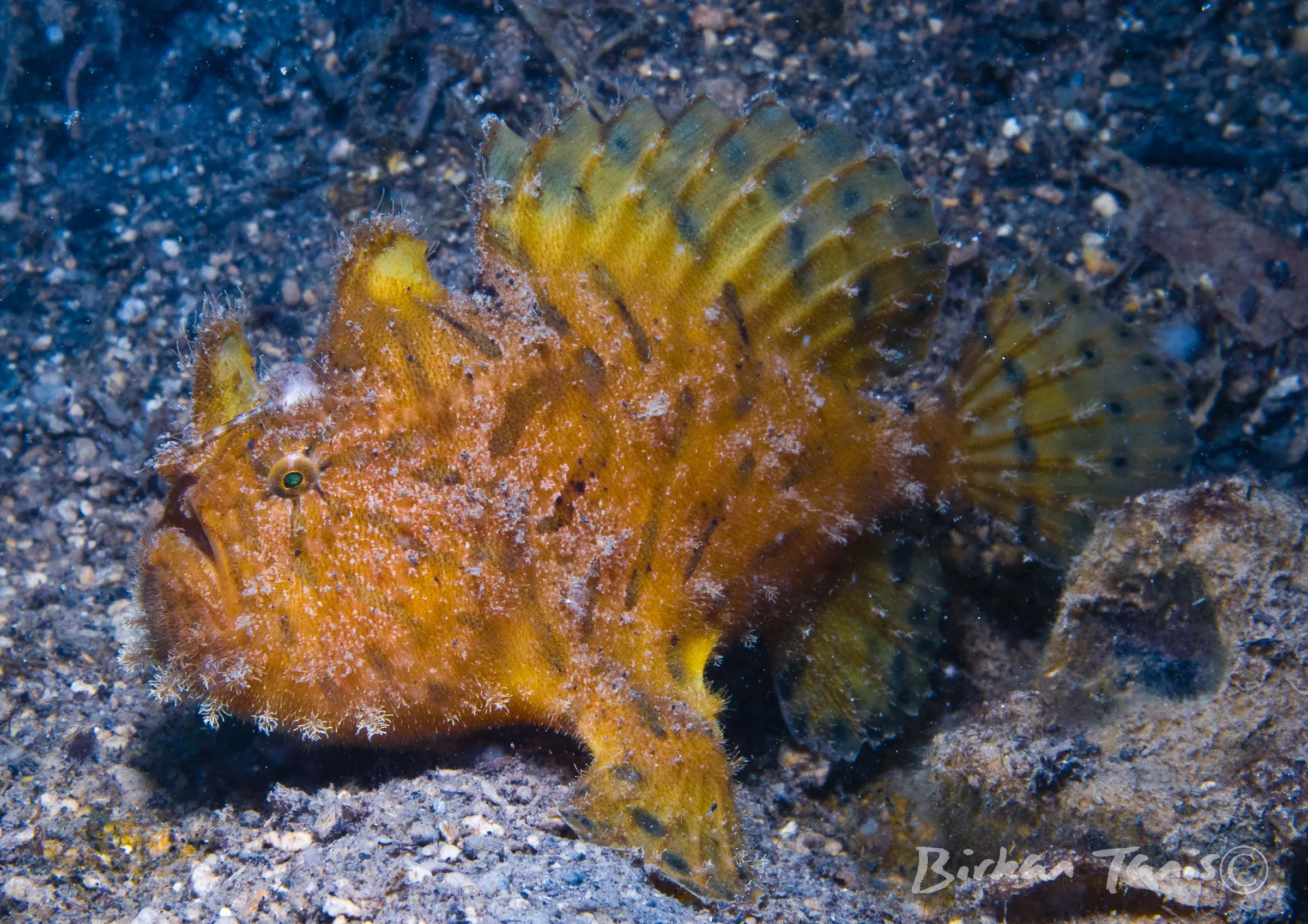 Striatus Frogfish