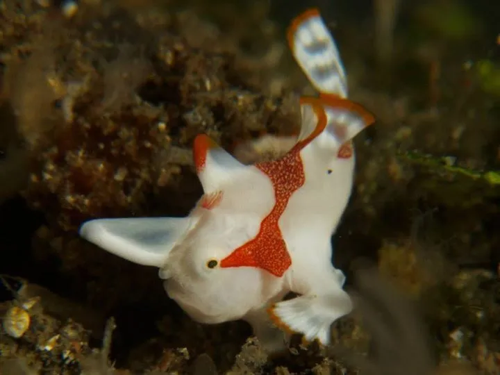 Juvenile painted frogfish dancing