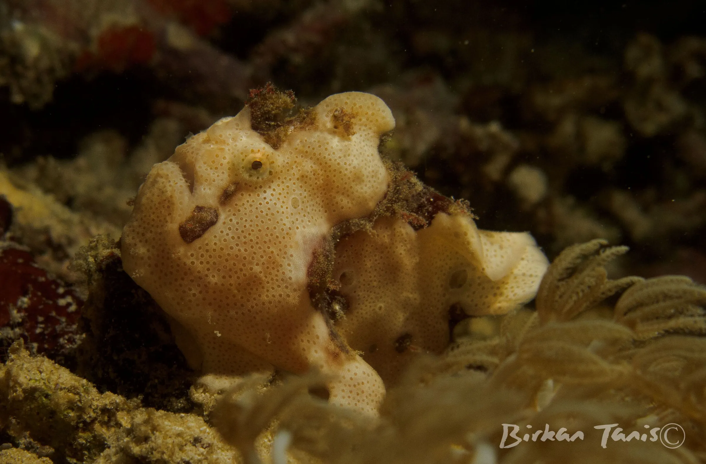 Frogfish hiding on coral