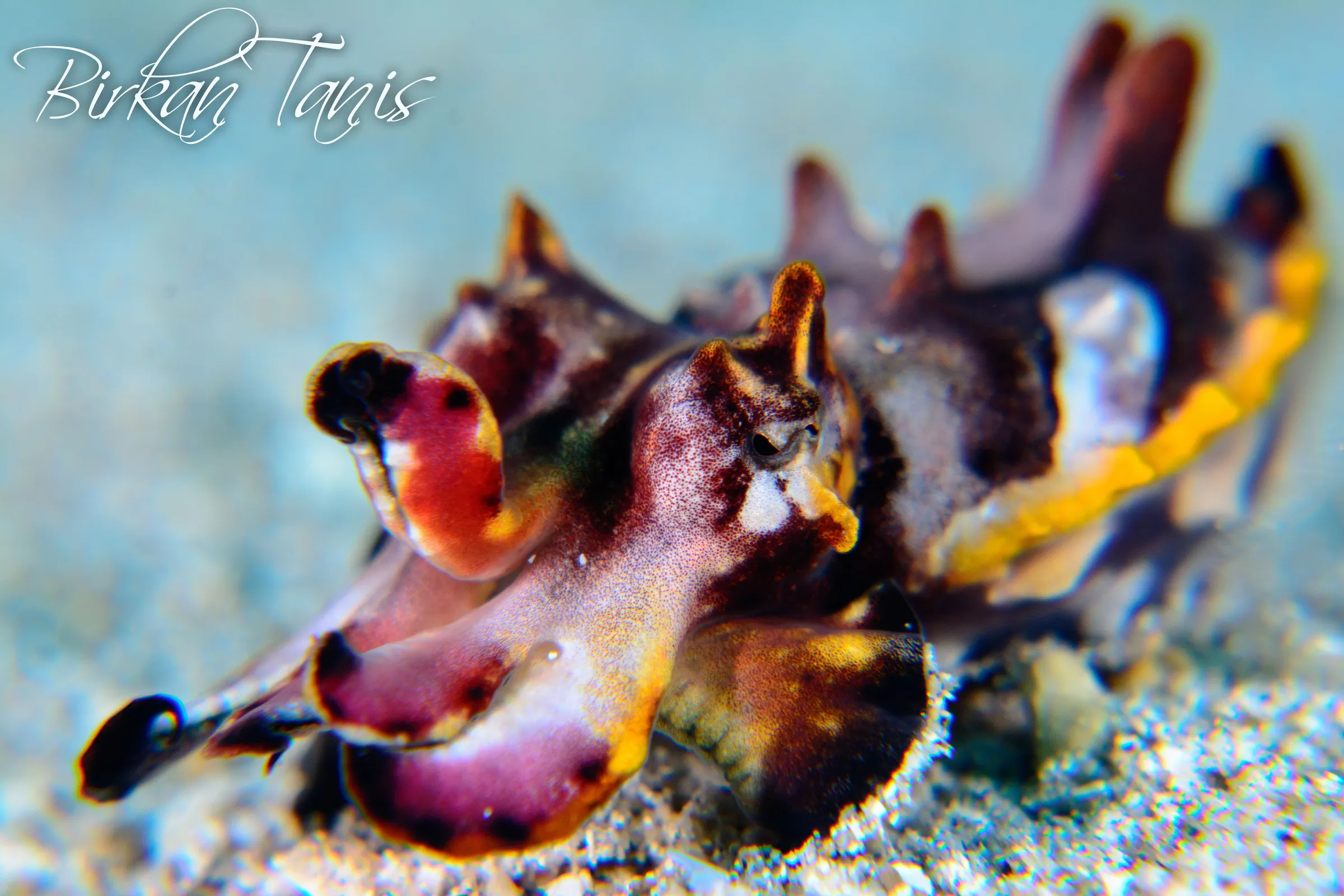Flamboyant cuttlefish on sand