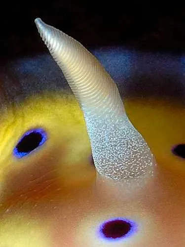 Nudibranch on yellow sponge