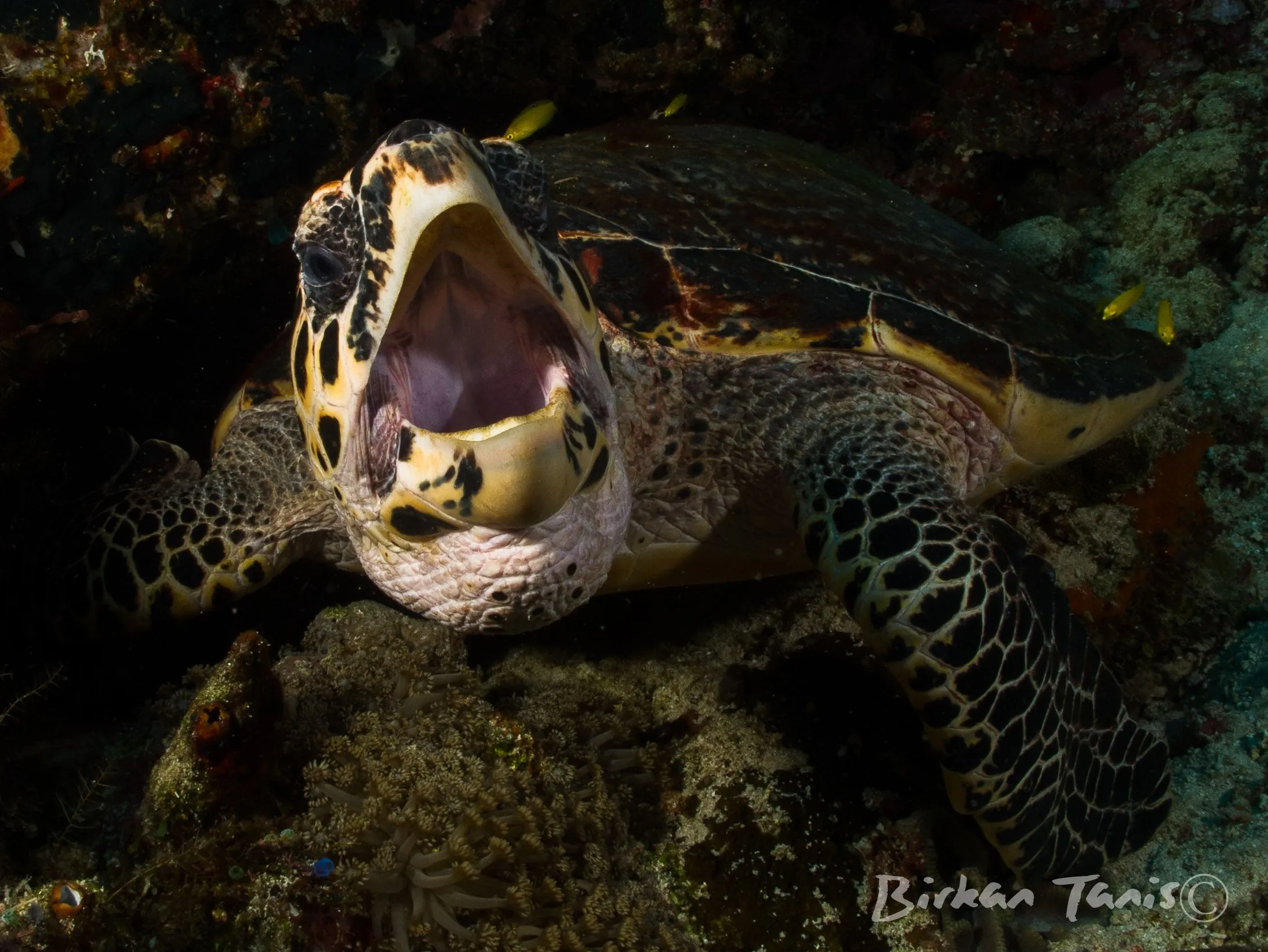 Turtle yawning underwater