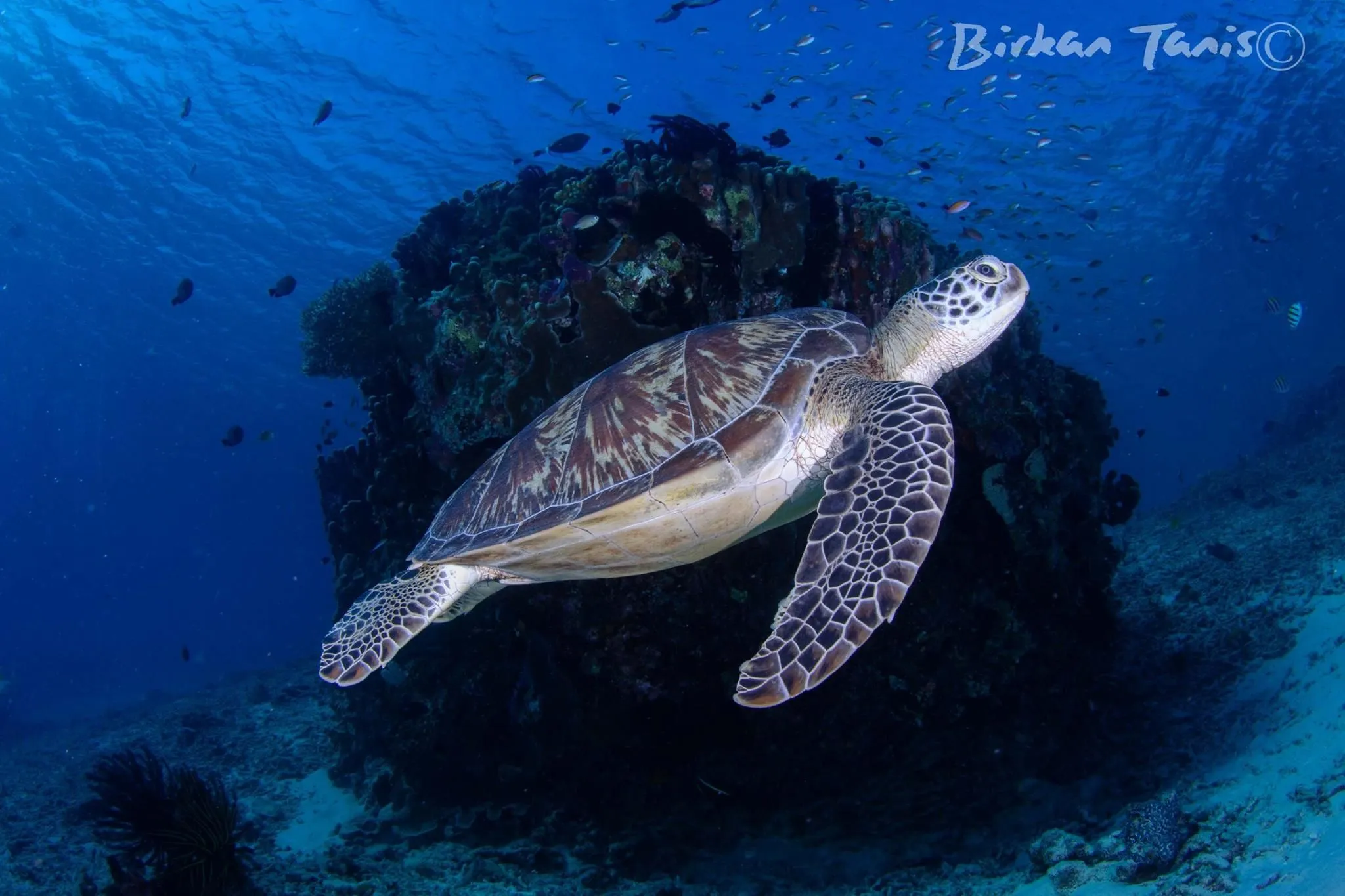 Turtle Swimming