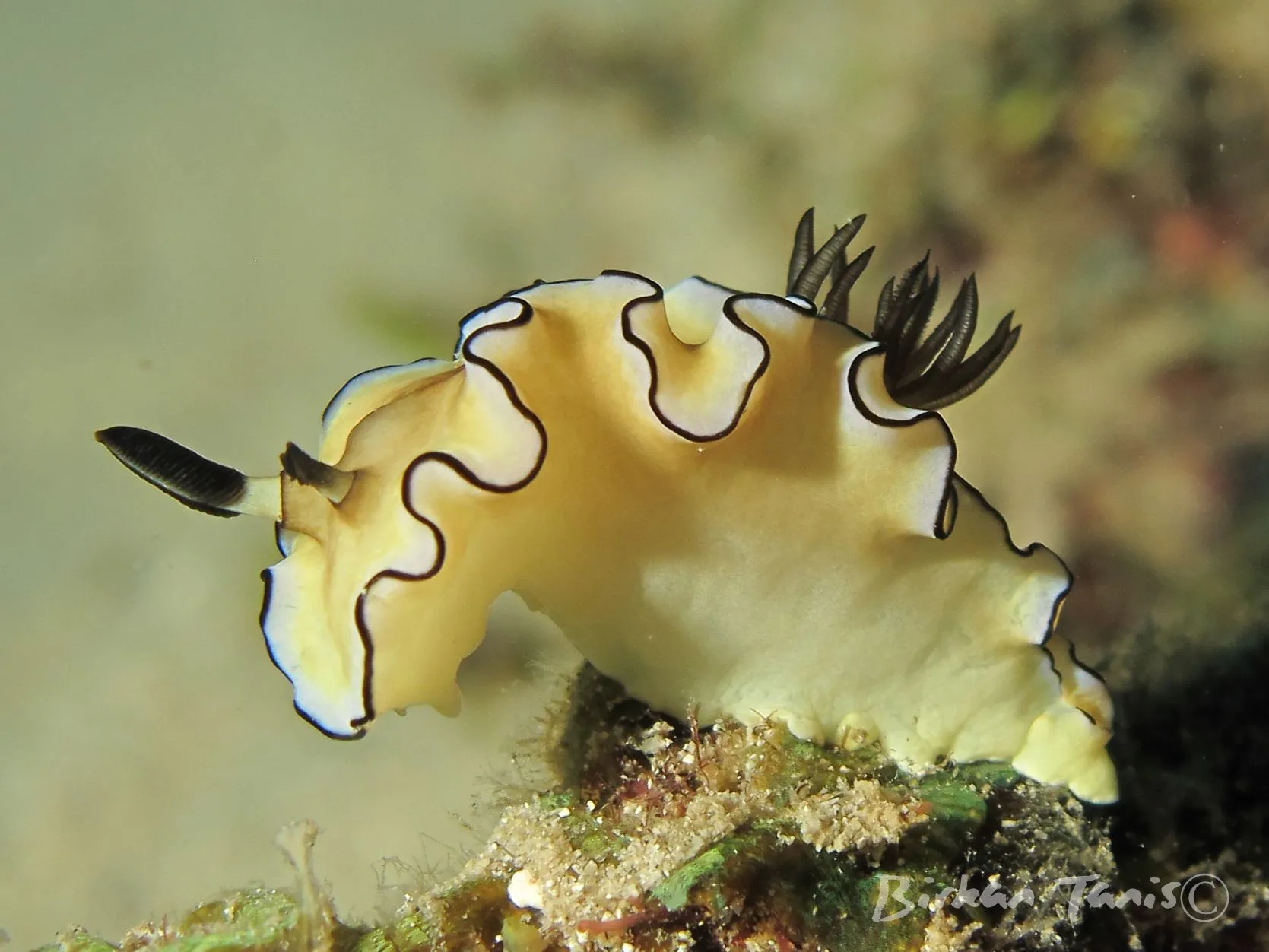 Nudibranch close-up on reef