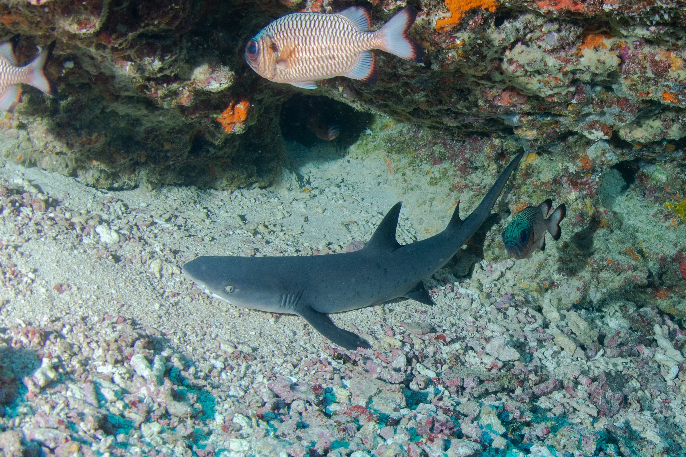 White tip Shark on the reef
