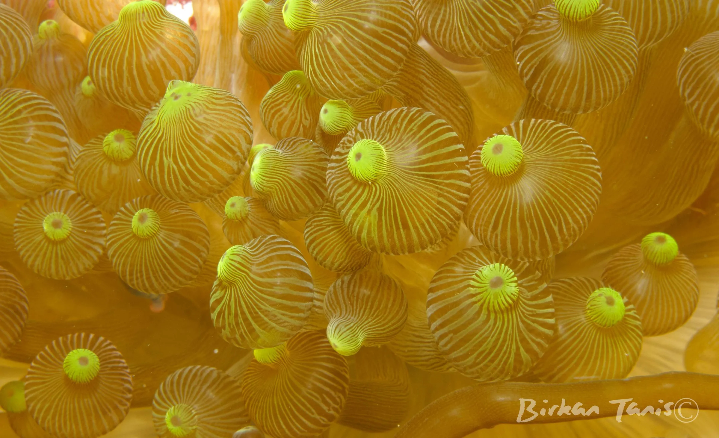 Yellow tube anemone polyps