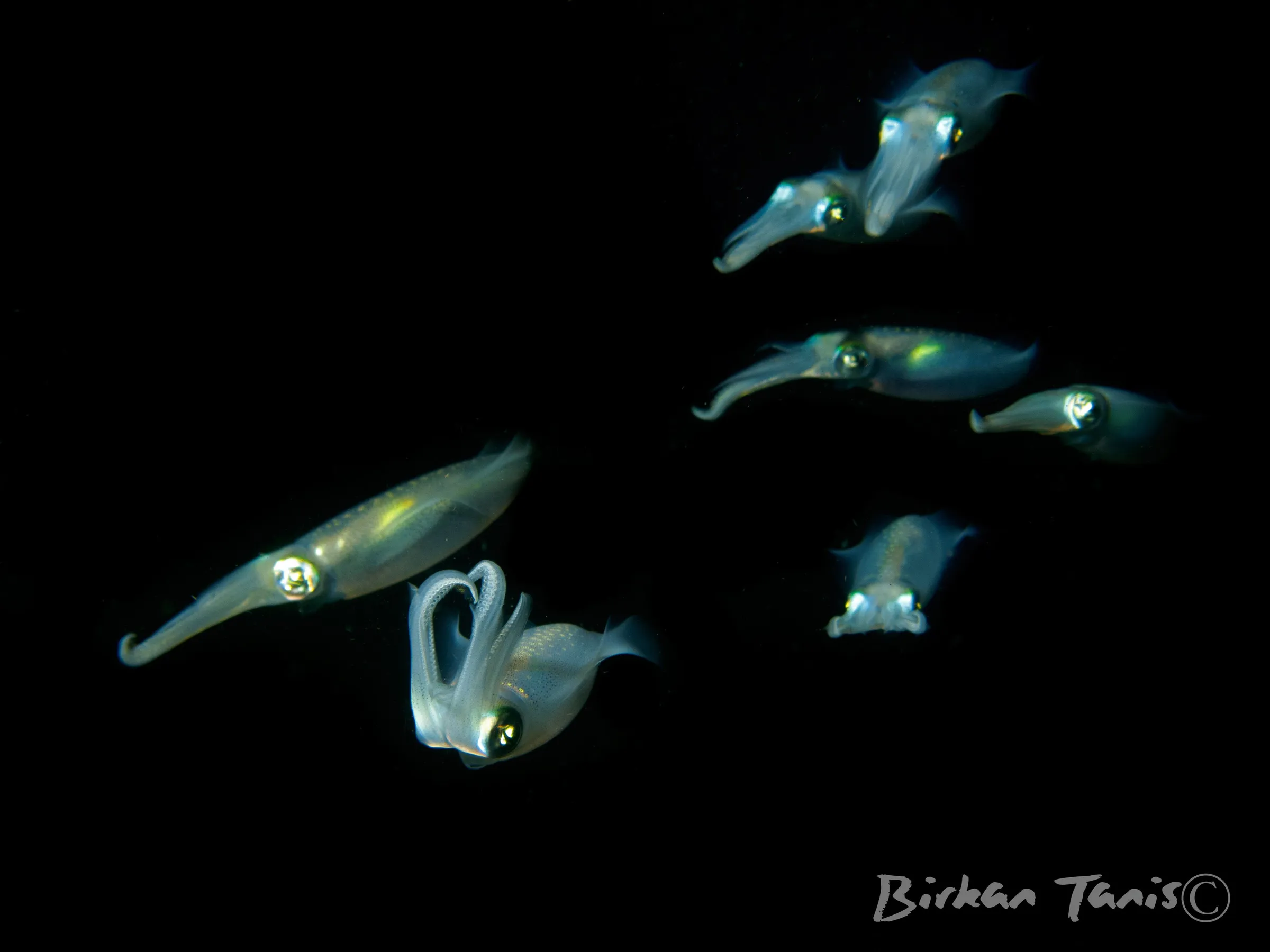 Squids at night