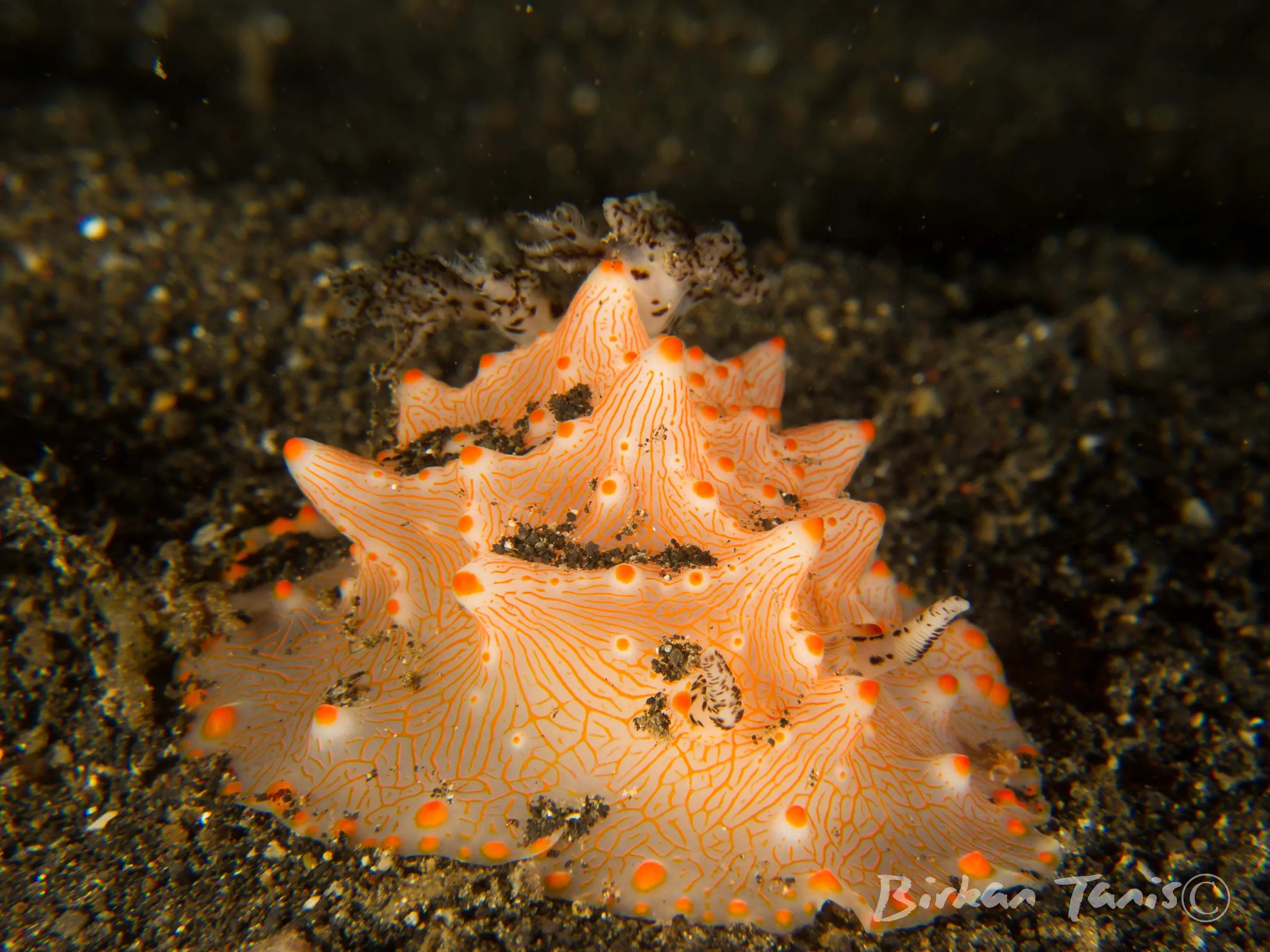 Frogfish on the reef
