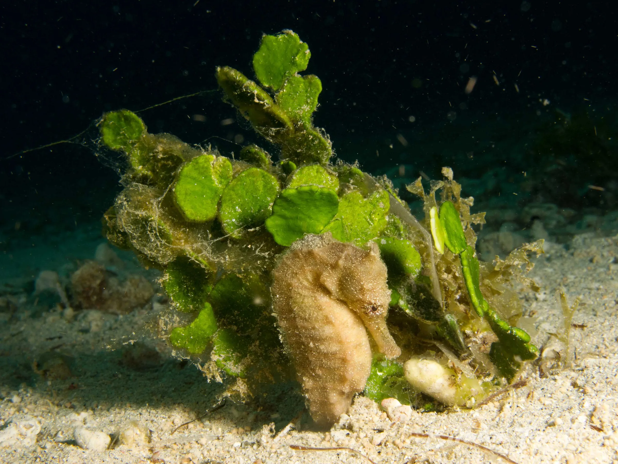 Seahorse clinging to algae