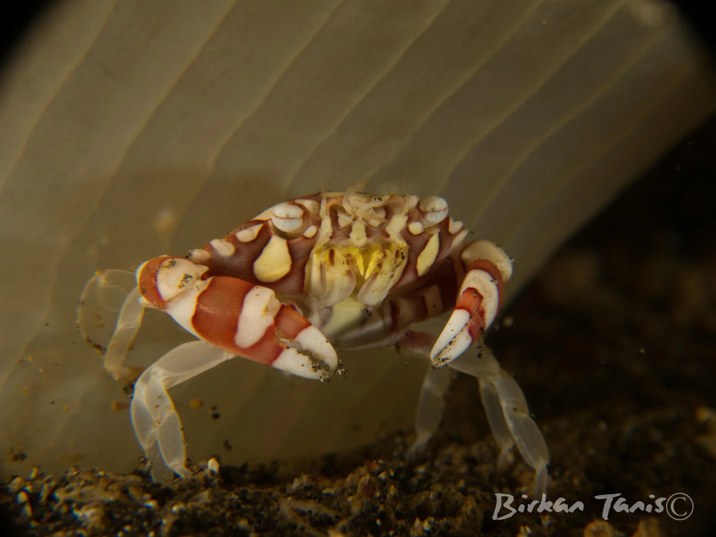 Harlequin crab on anemone