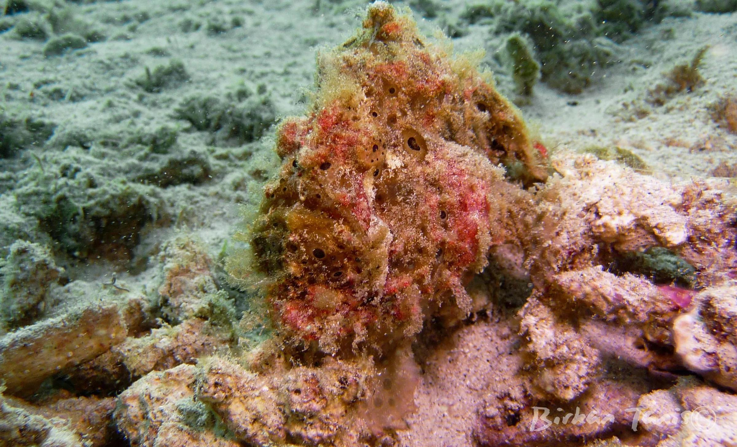 Frogfish camouflaged on coral