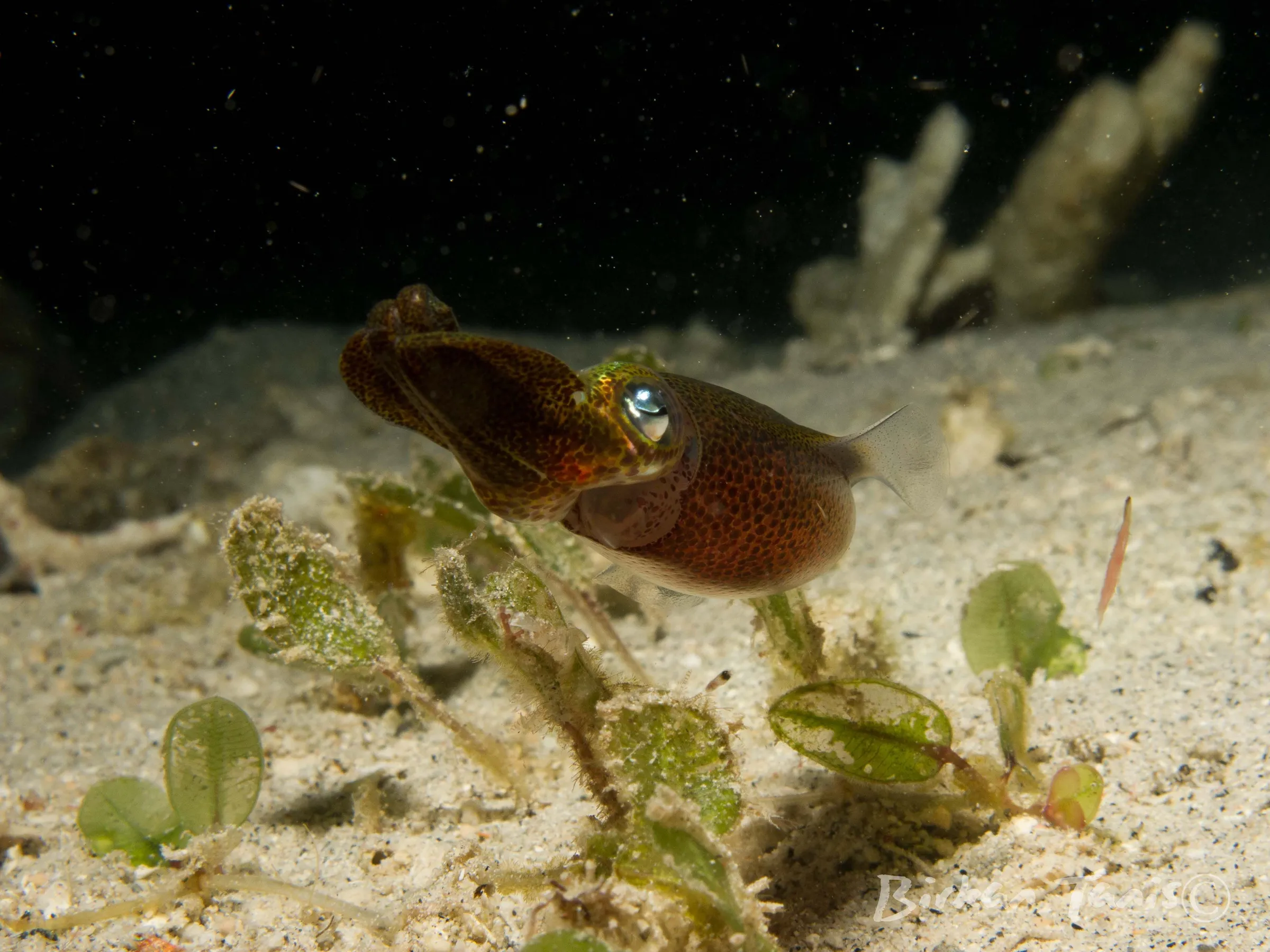Pipefish nestled in seagrass