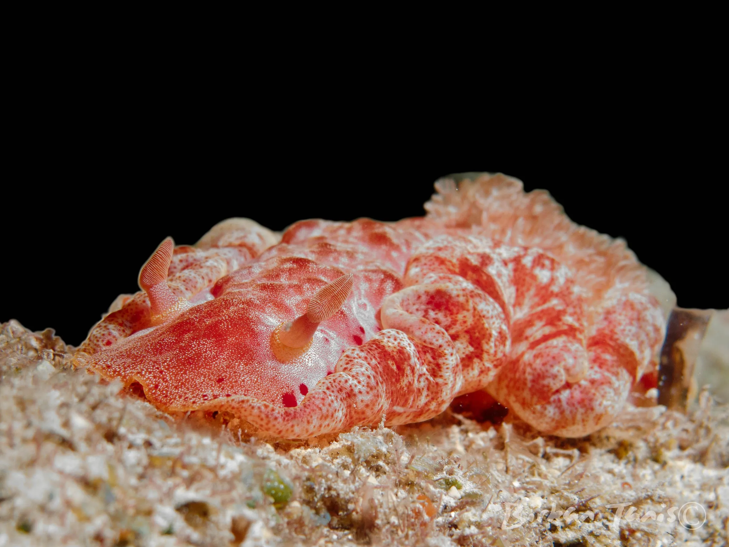 Spanish dancer nudibranch