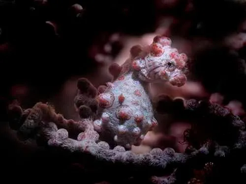 Pigmy Seahorse
