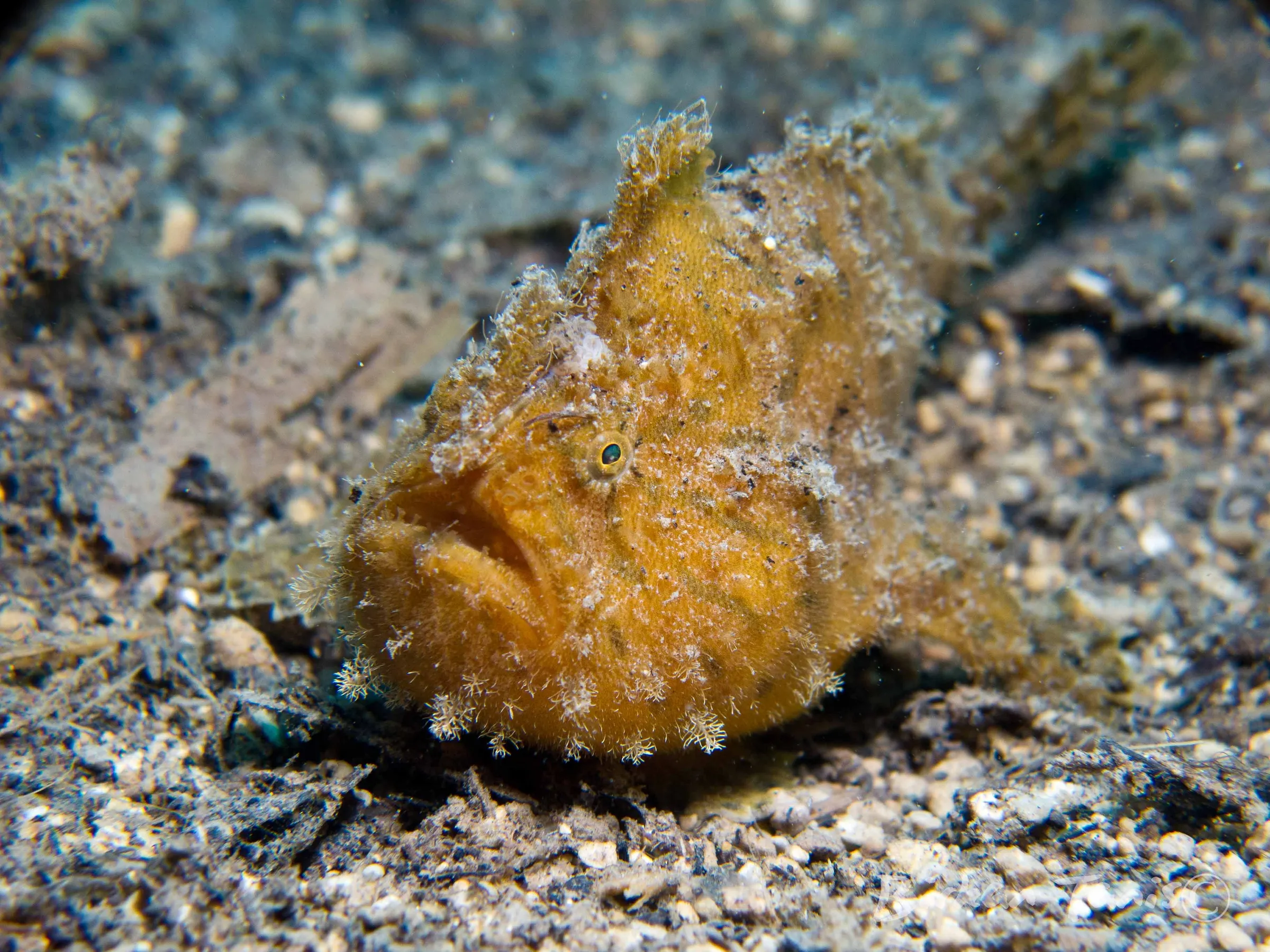 Painted frogfish on the bottom
