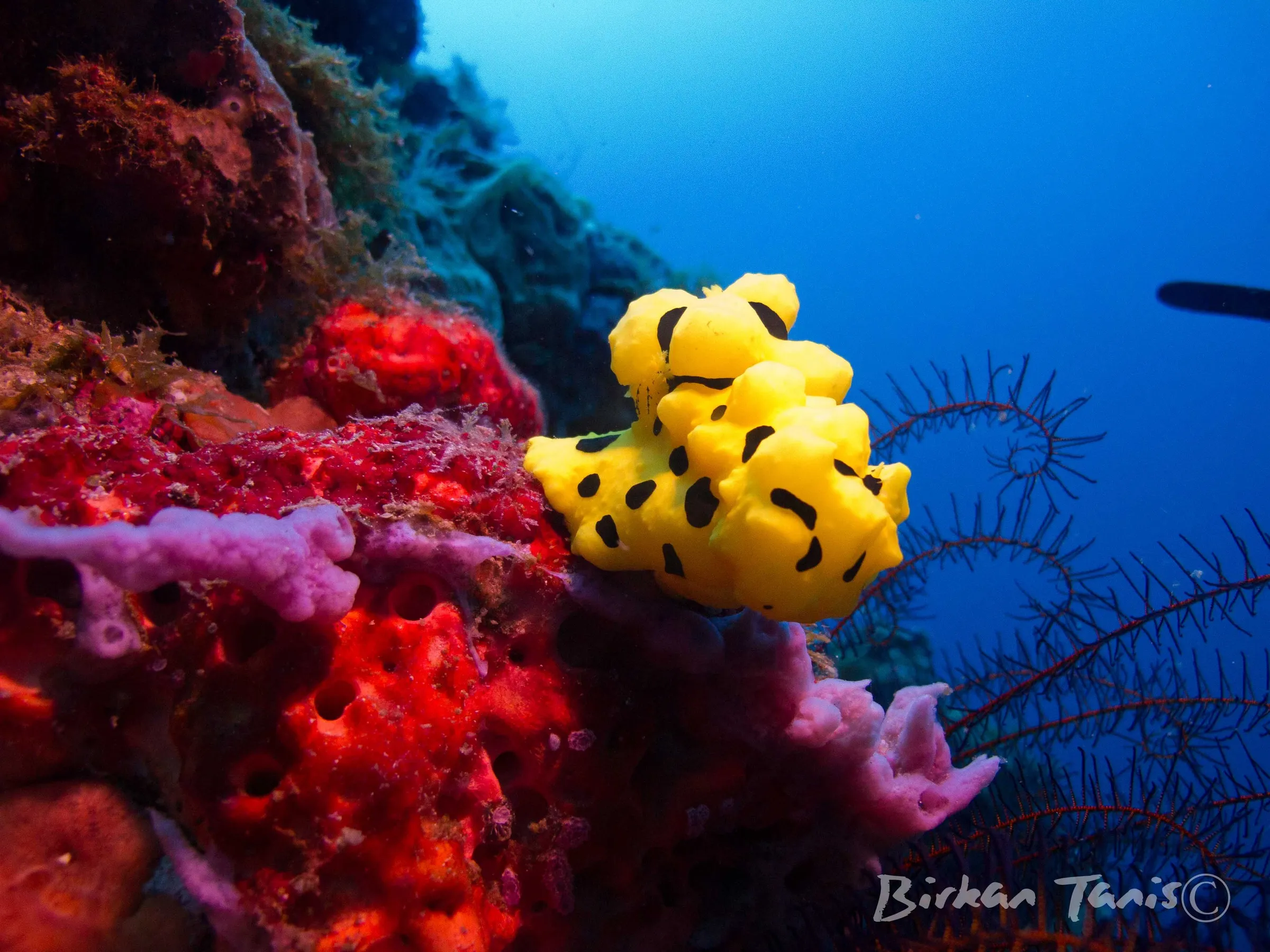 Yellow nudibranch on red coral