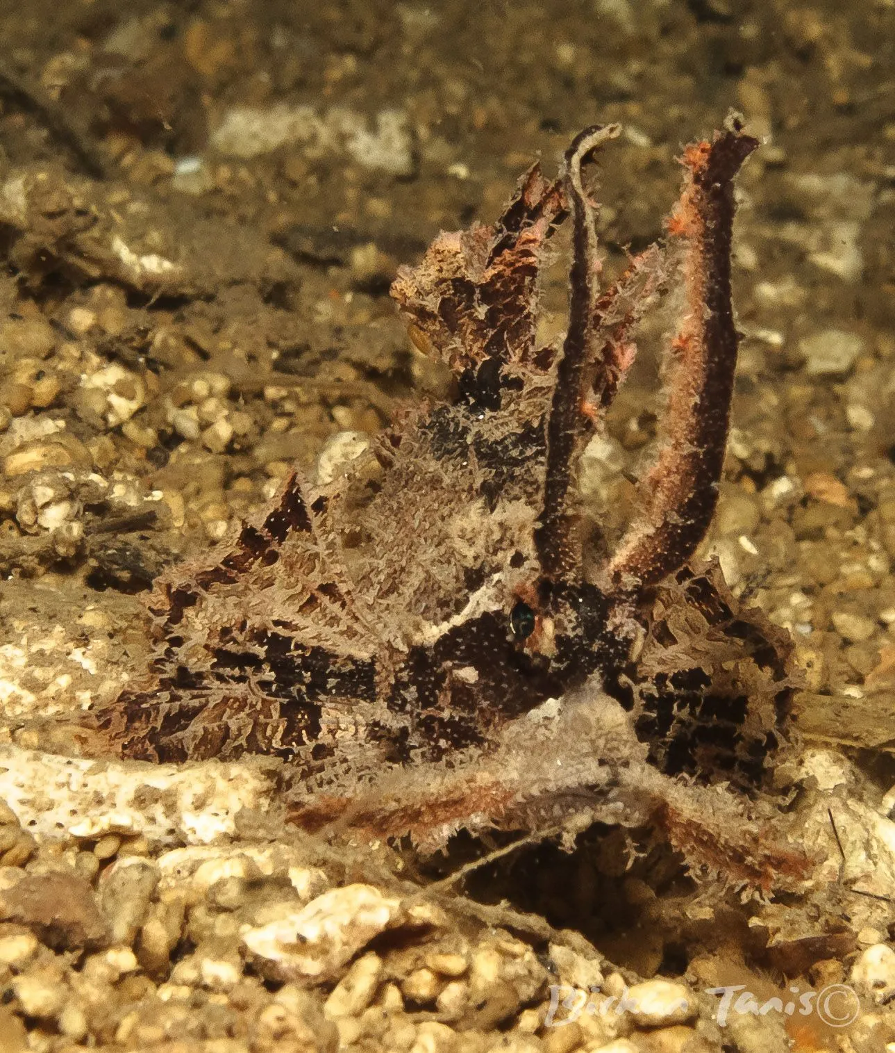 Ambon Scorpion Fish