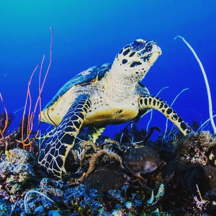 Turtle feeding on coral