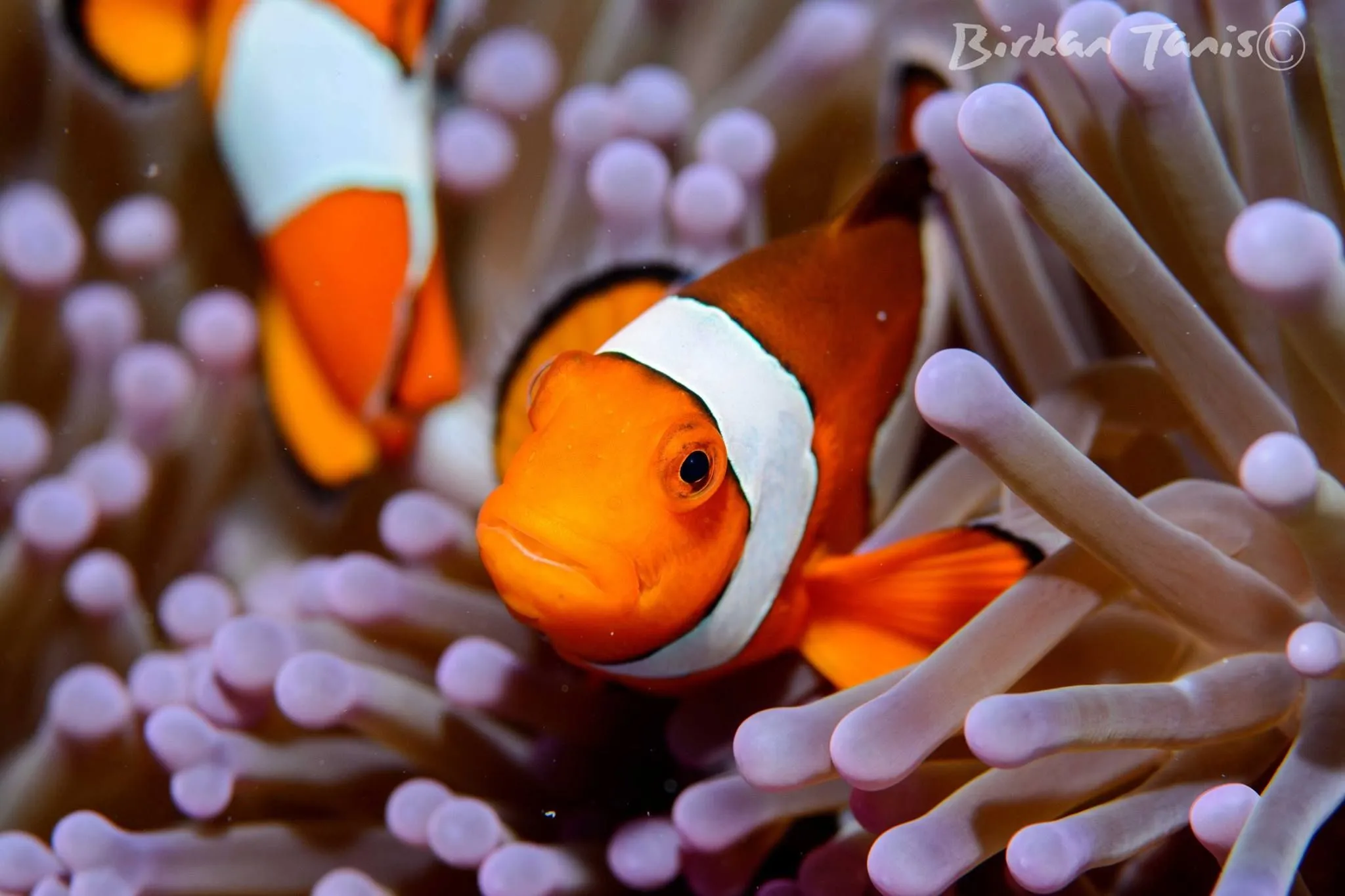 Clownfish in pink anemone