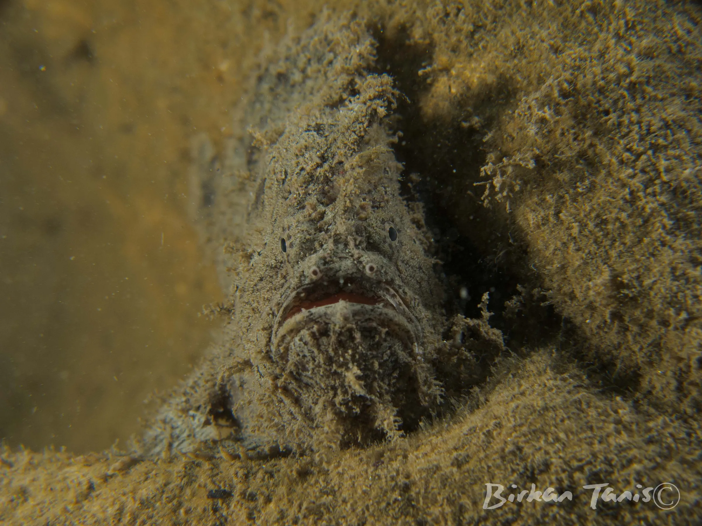 Octopus burrow on sandy floor