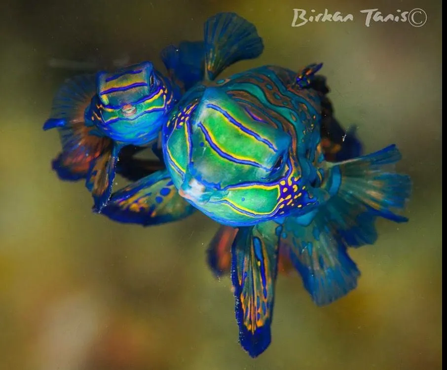 Mandarinfish on the reef