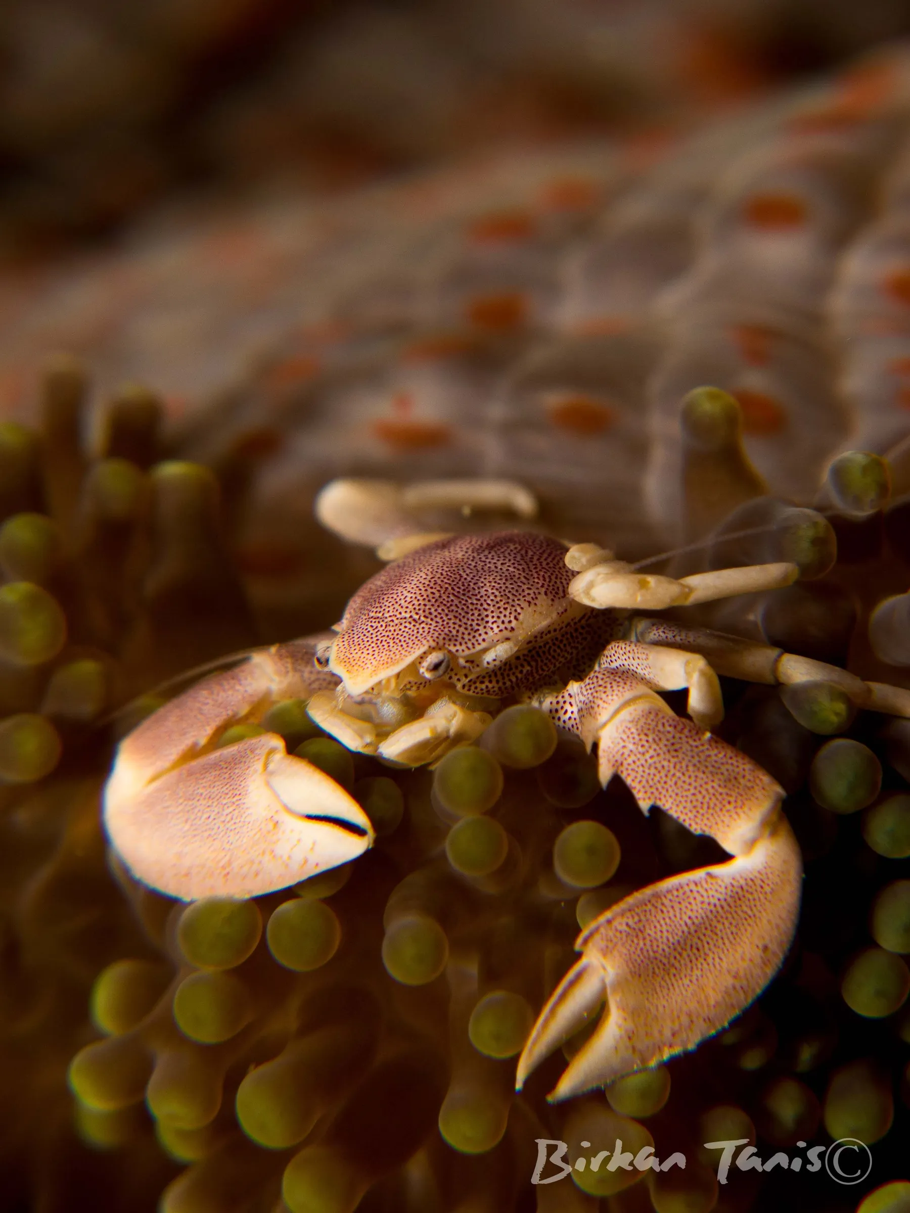 Porcelain crab on anemone