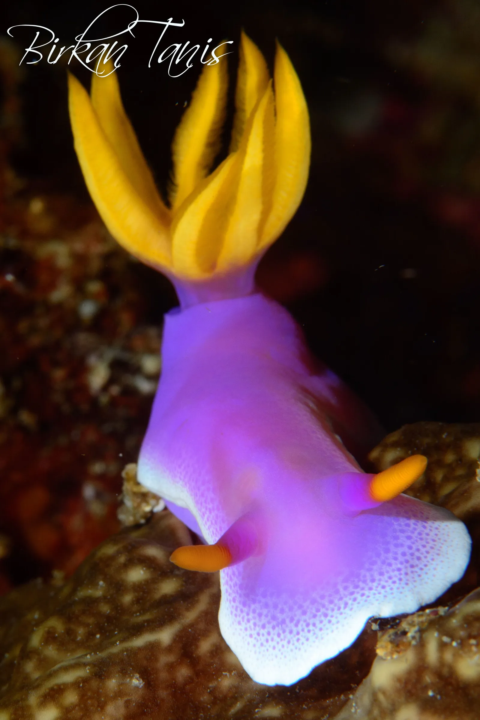 Purple nudibranch on the reef