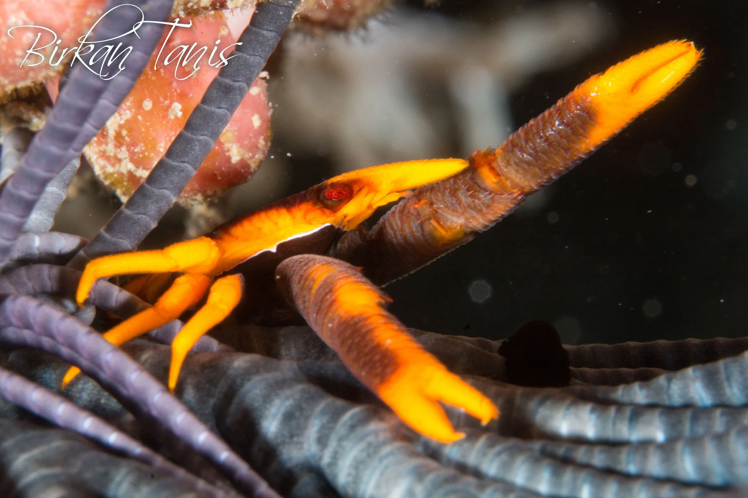 Squat Lobster on its crinoid