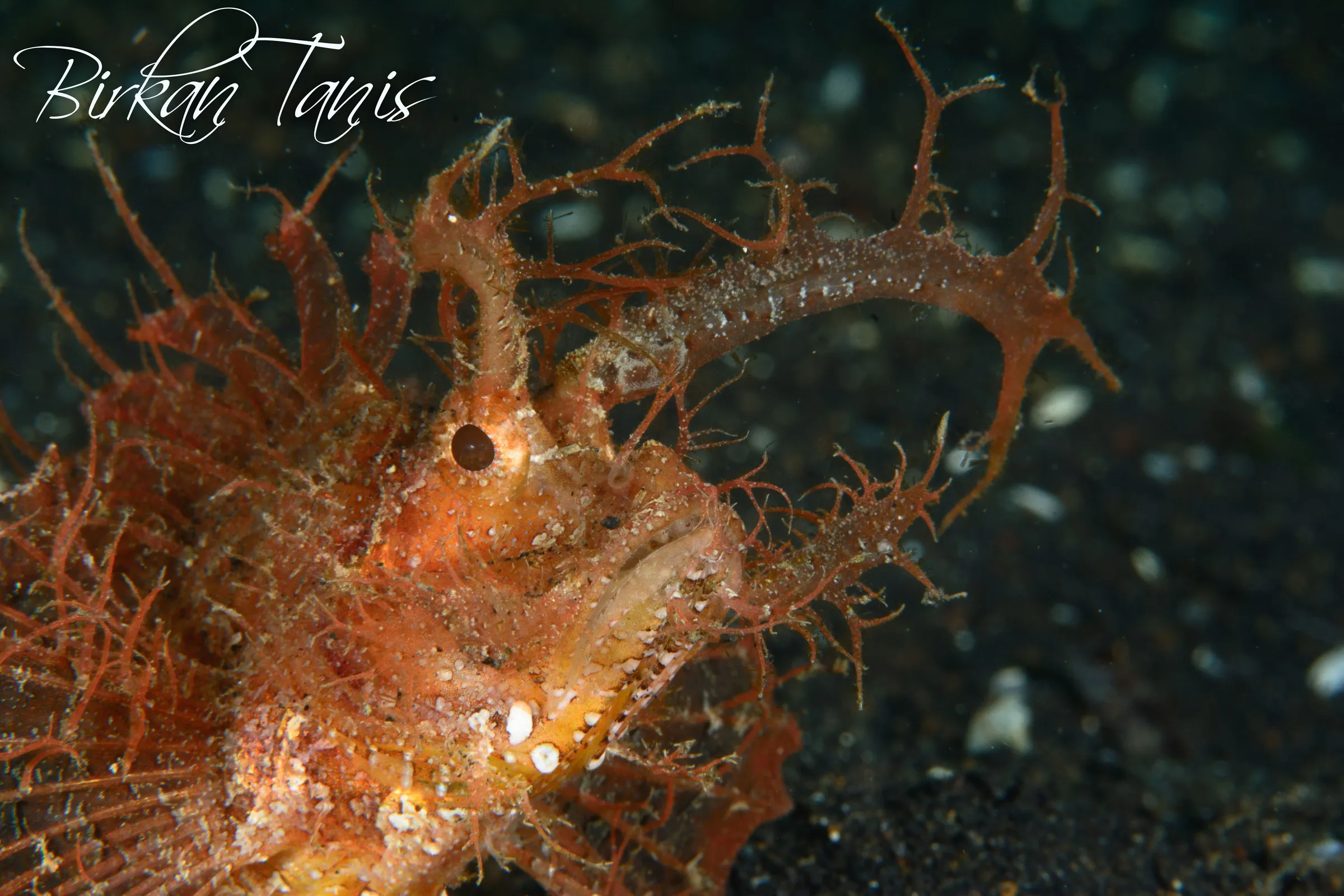 Ambon Scorpion Fish on rubble