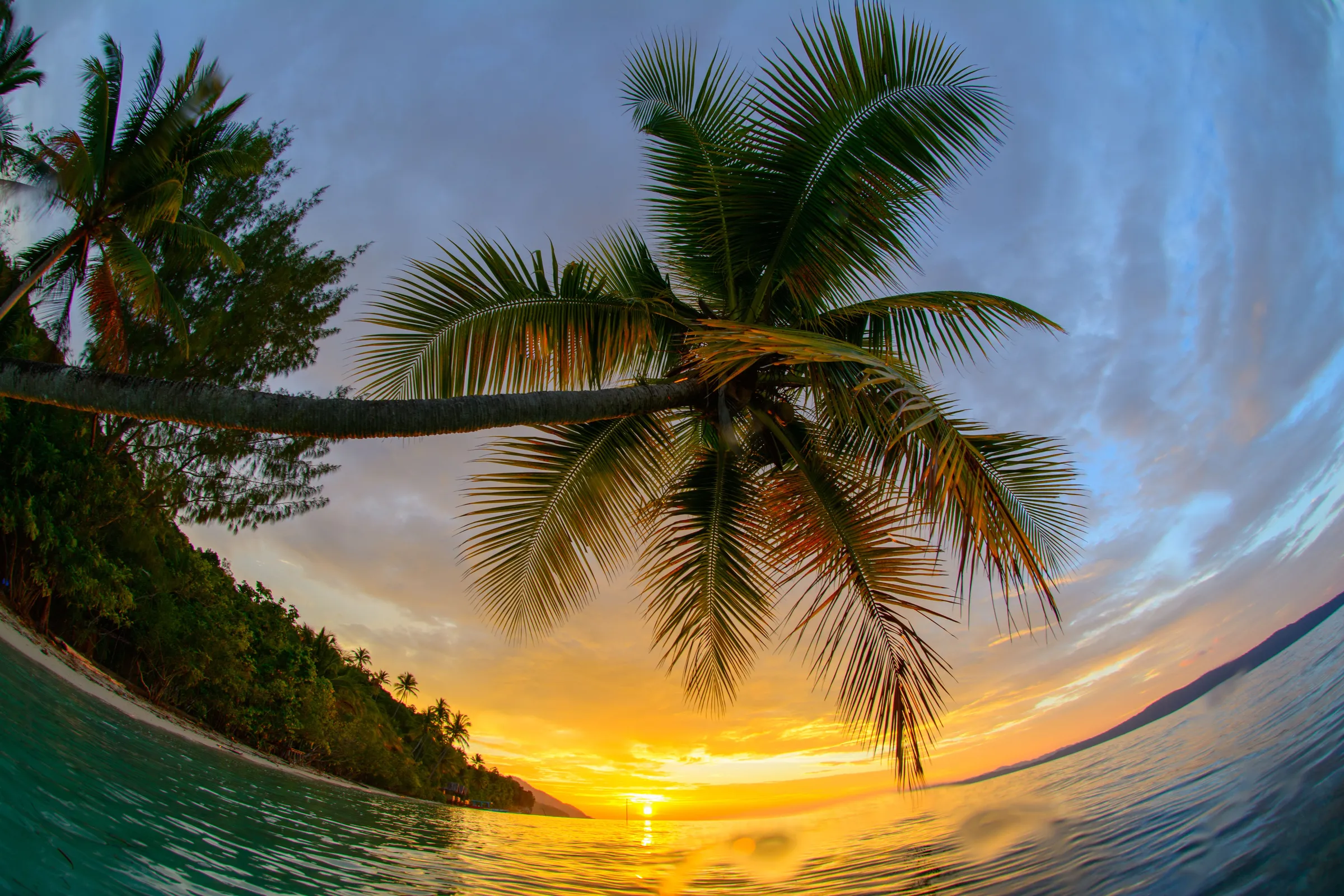 Sunset through coconut palms