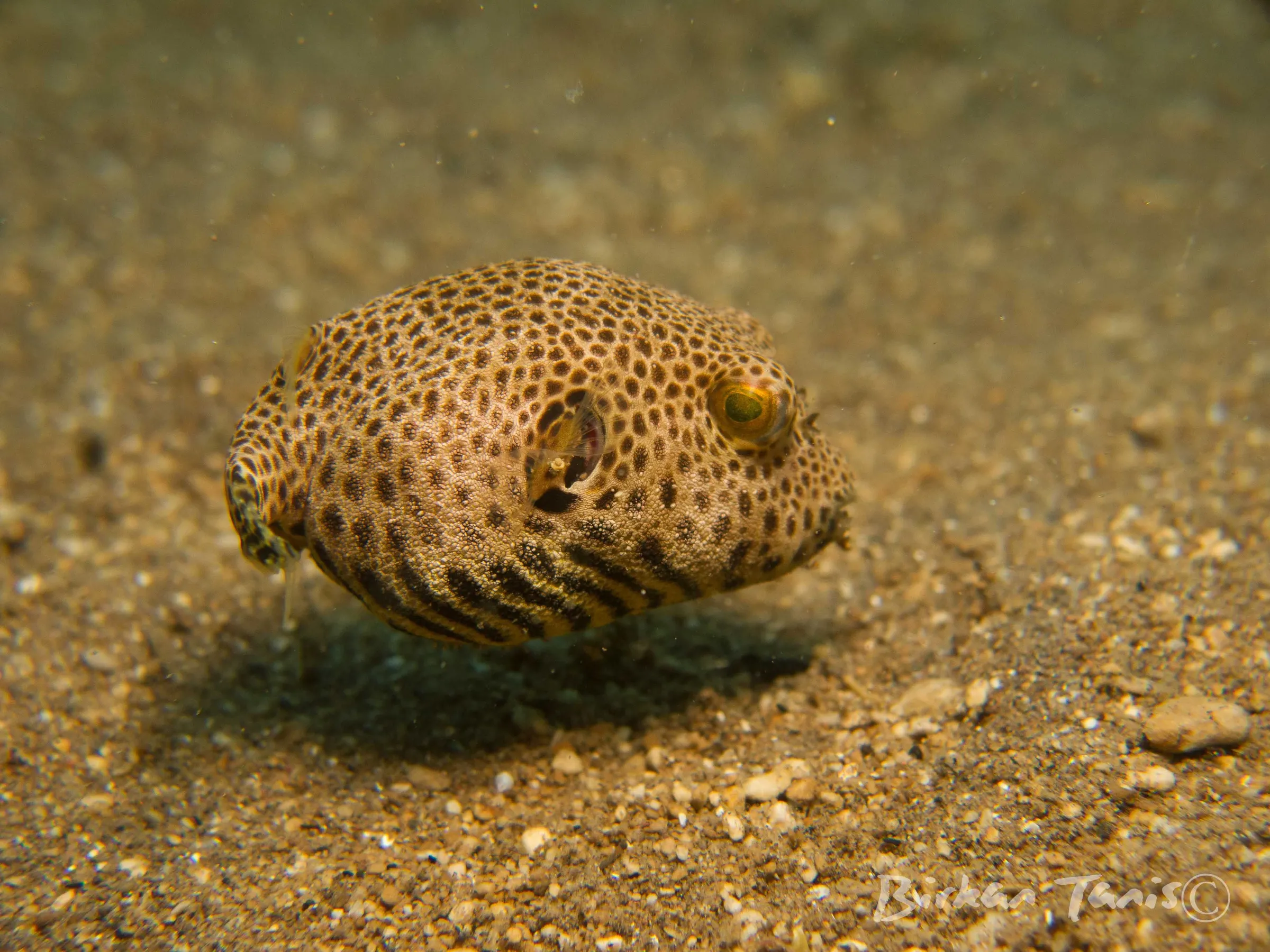 Pufferfish facing the camera