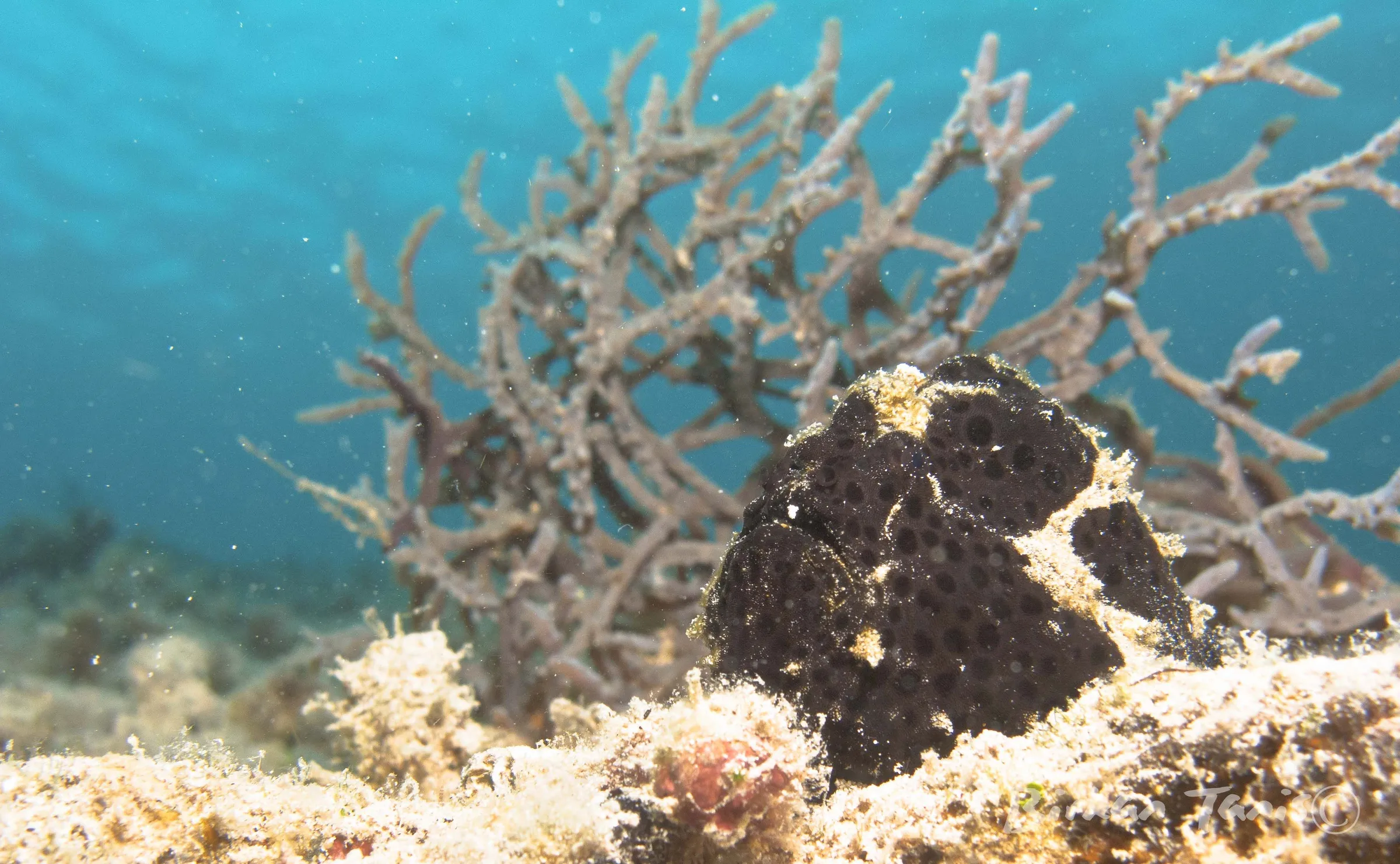 Frogfish hiding in a sea fan