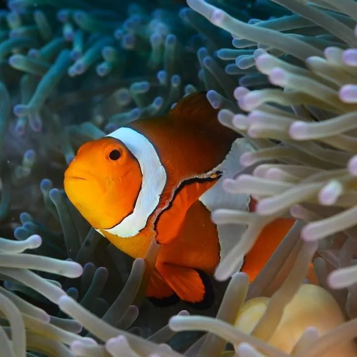 Clownfish in anemone close-up