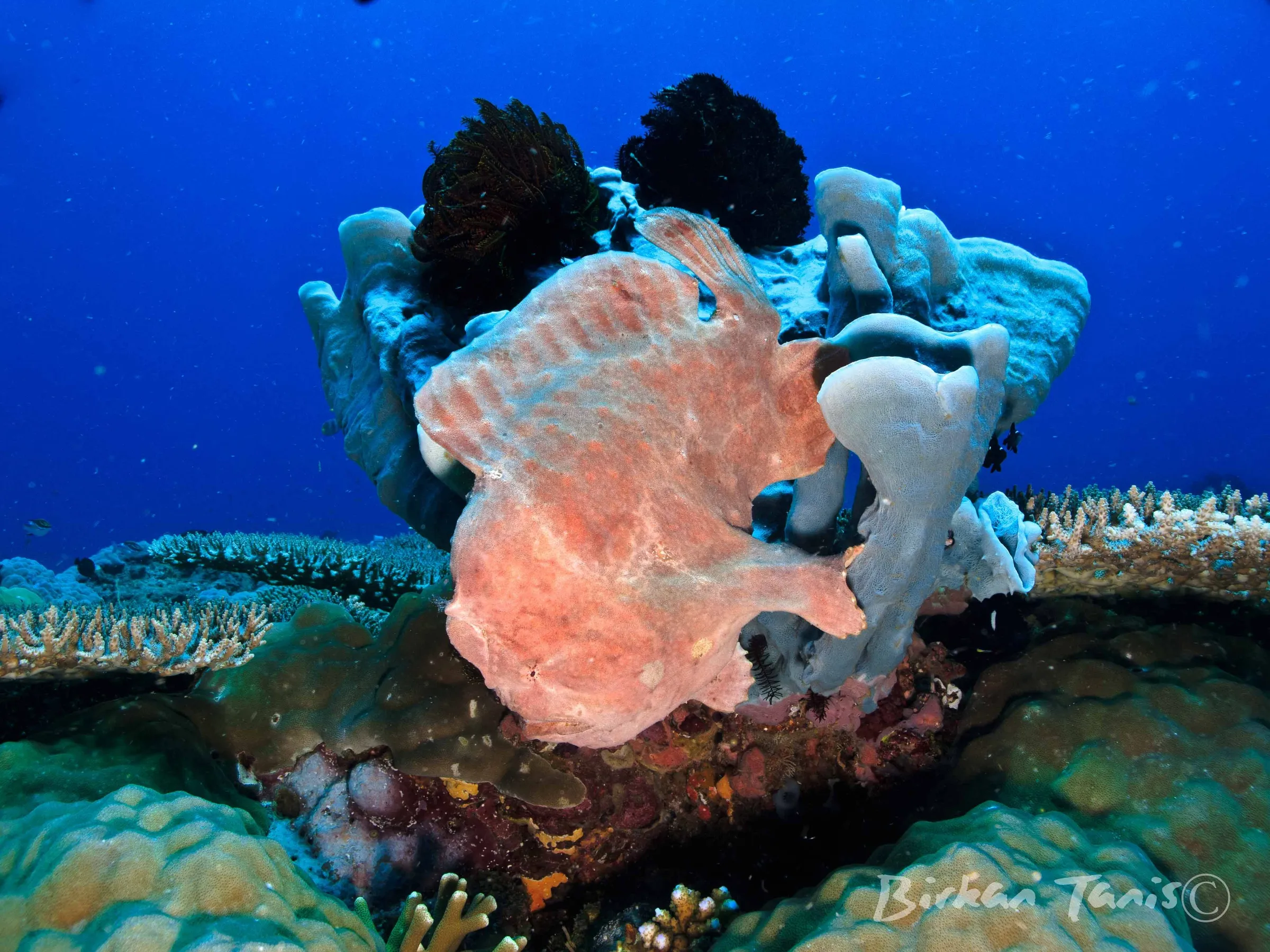 Giant frogfish on coral